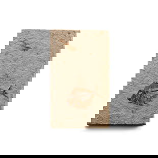 Fossil Velifer Fish in Matrix: Cretaceous Period, circa 145-65 million years B.P. Aipichthys velifer in a rectangular matrix with a small knightia alta specimen above. 277 grams, 11 cm (4 3/8 in.). [No Reserve] From Hajoula, Lebano
