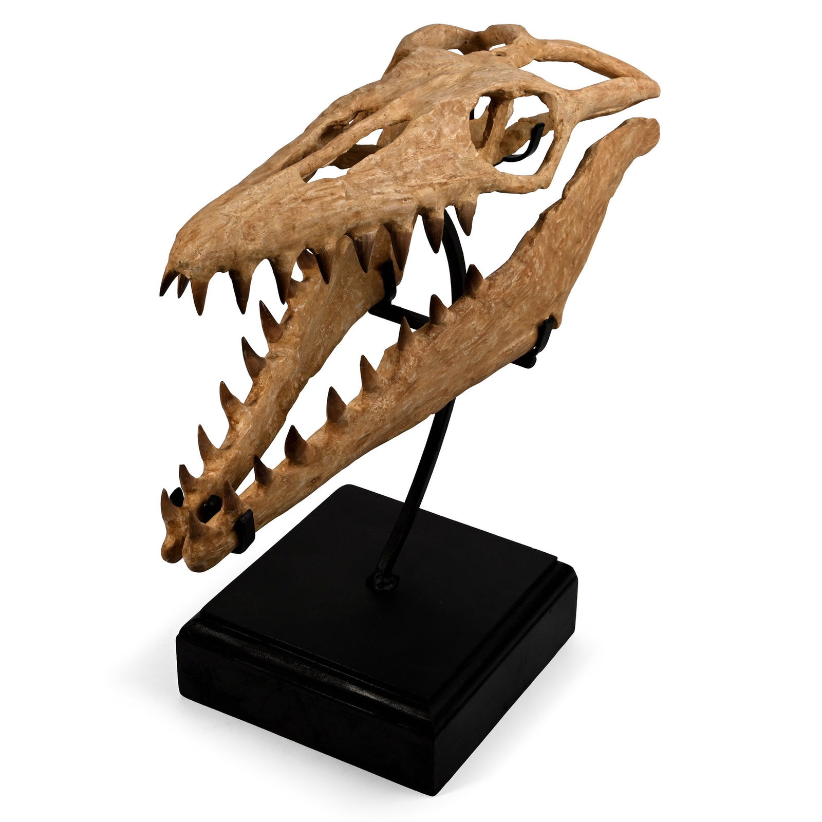 Mosasaur 'Marine Dinosaur' Fossil Skull: Cretaceous Period, circa 145-65 million years B.P. A magnificent, full three-dimensional fossil skull of a juvenile Mosasaur Prognathodon with upper and lower mandibles, eye sockets and brain cavity;