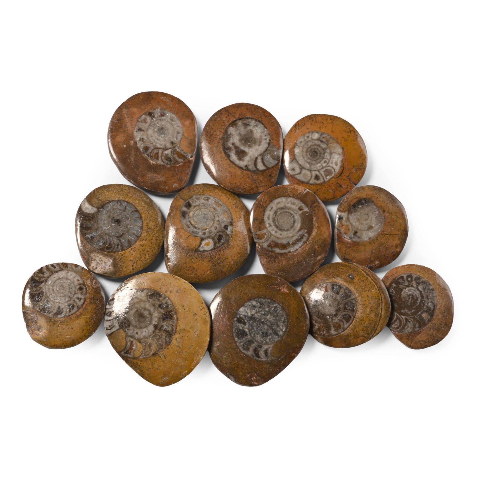 Polished Fossil Goniatite Button Group: Devonian Period, circa 400 million years B.P. Comprising twelve polished buttons formed from fossiliferous stone containing Goniatite specimens. 114 grams total, 28-37 mm (1 1/8 - 1 3/8 in.). [12, No