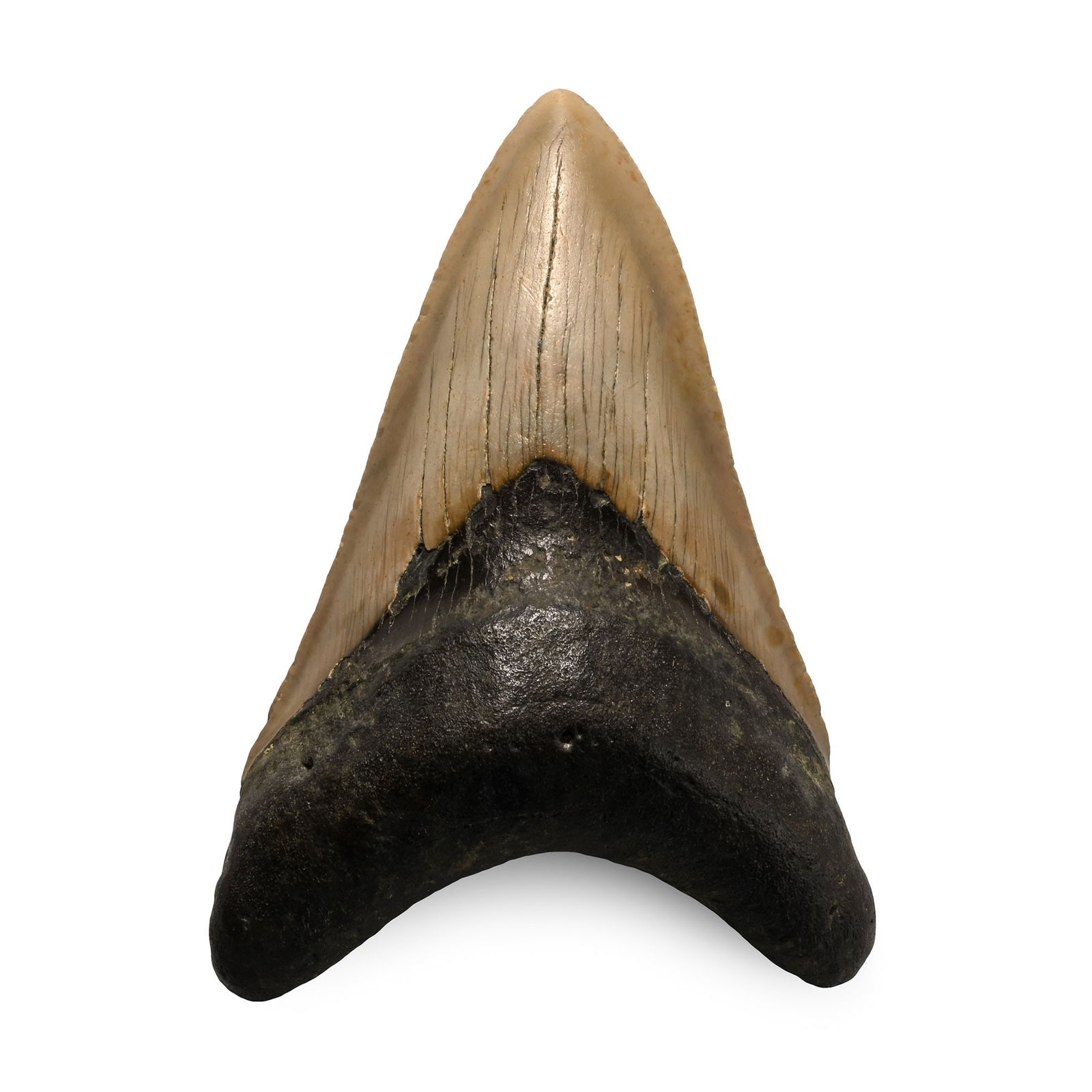 Fossil Megalodon Shark Tooth: Pliocene Epoch, circa 5.6 million years B.P. A Carcharocles megalodon shark tooth, with serrations and good polished tooth enamel. 114 grams, 98 mm (3 7/8 in.). [No Reserve] Found Wrightsville Beach,