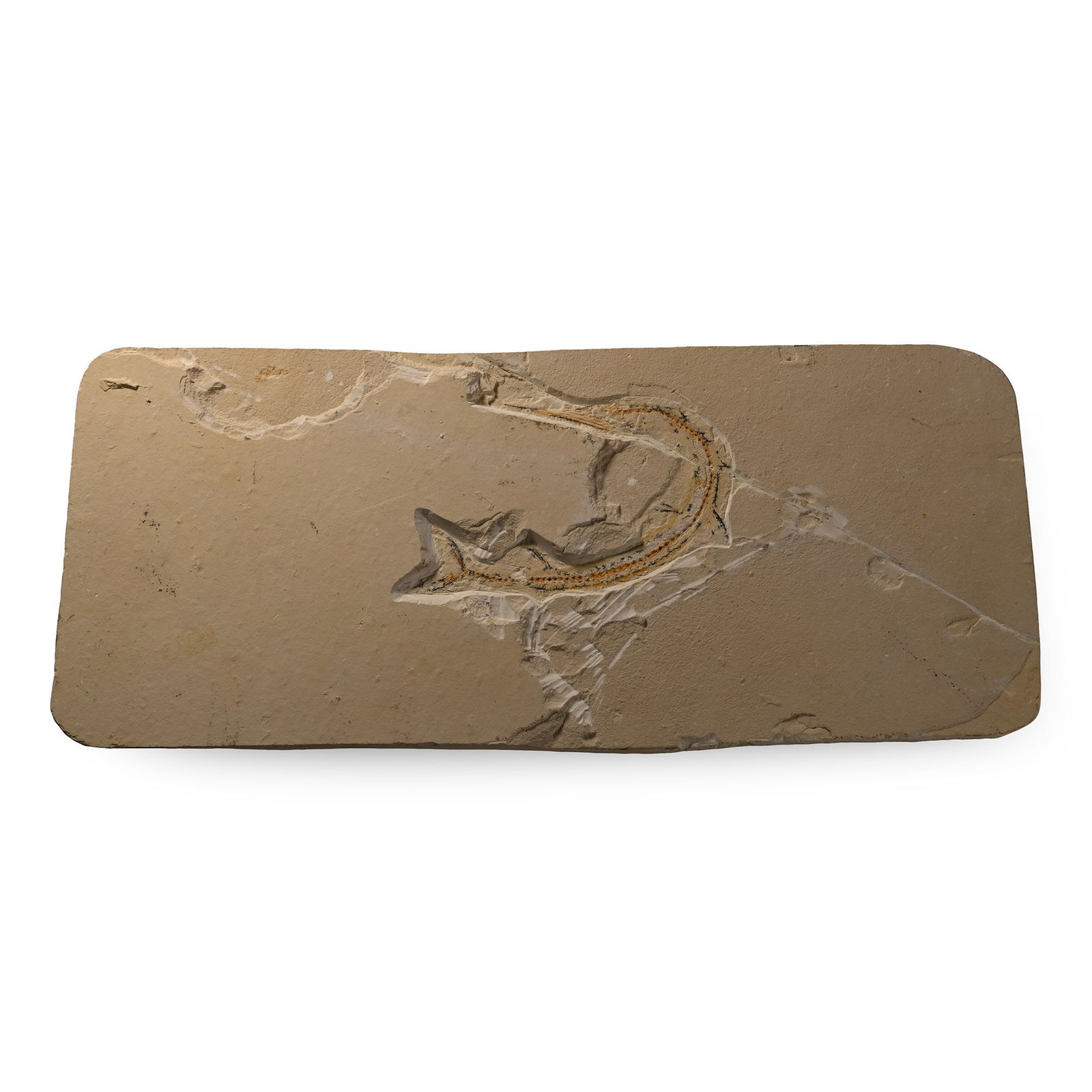 Fossil Fish on Matrix: Cretaceous Period, circa 145-65 million years B.P. Comprising a curving body on a rectangular limestone matrix, showing elongated head with pointed jaws, small fins and forked tail, possibly Aspidorhy