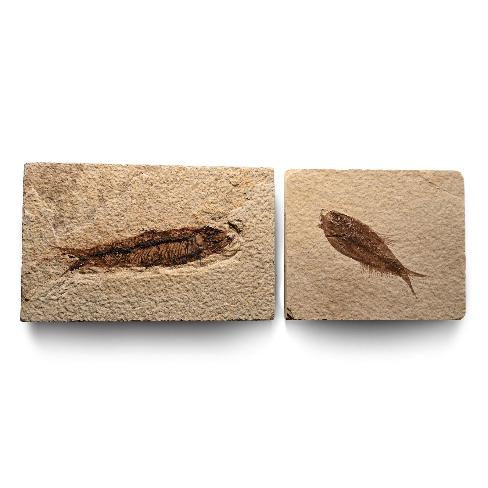 Knightia Fossil Fish on Matrix Pair: Eocene Period, circa 58-36 million years B.P. Comprising two rectangular matrices, each with a Knightia alta specimen. 364 grams total, 8.3-11.2 cm (3 1/4 - 4 3/8 in.). [2, No Reserve] From Wyoming, U