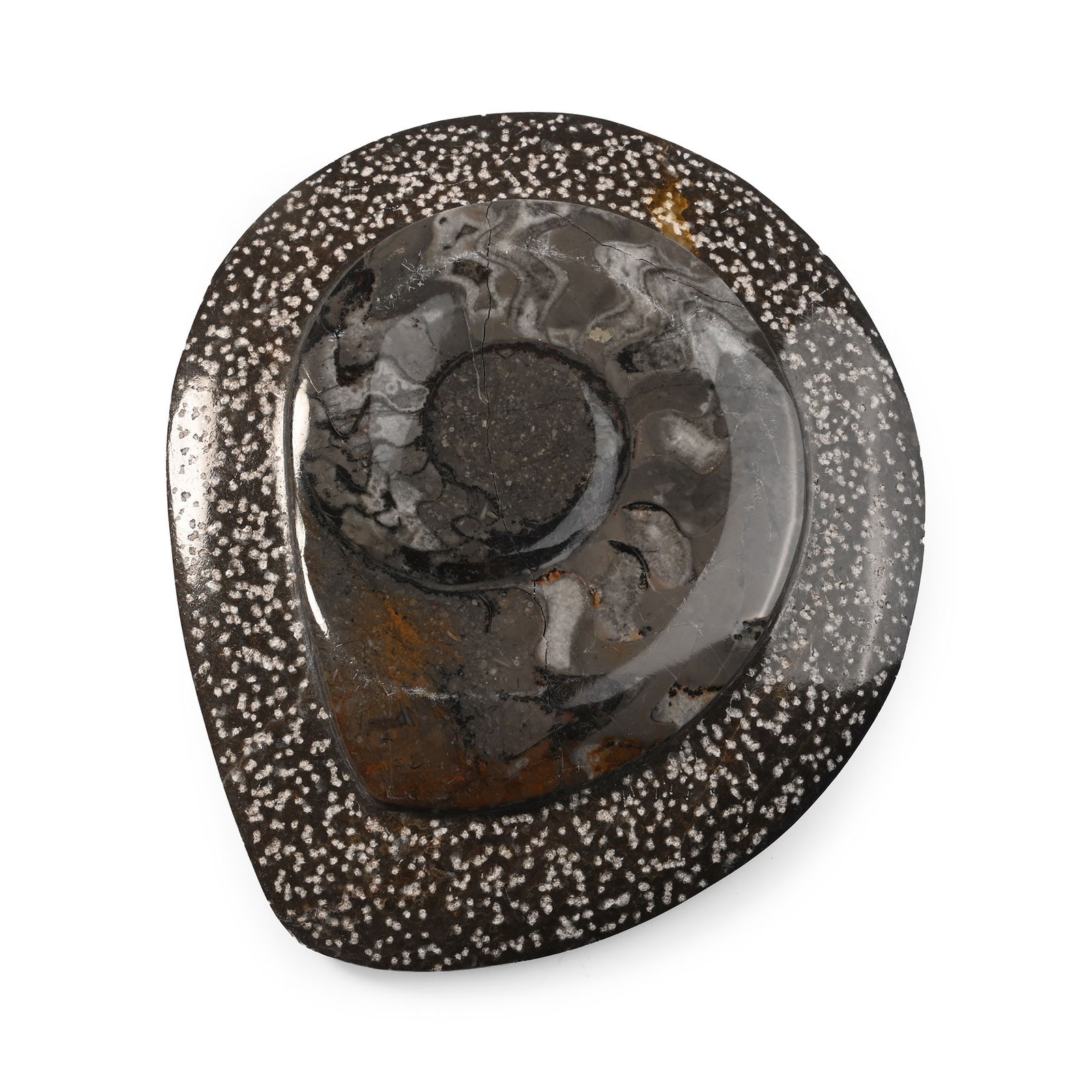 Polished Fossil Goniatite Plate: Devonian Period, circa 400 million years B.P. A large Goniatite specimen set on a textured matrix. 487 grams, 15.3 cm (6 in.). [No Reserve] From Morocco, West Africa. Ex Cambridgeshire, UK, collection