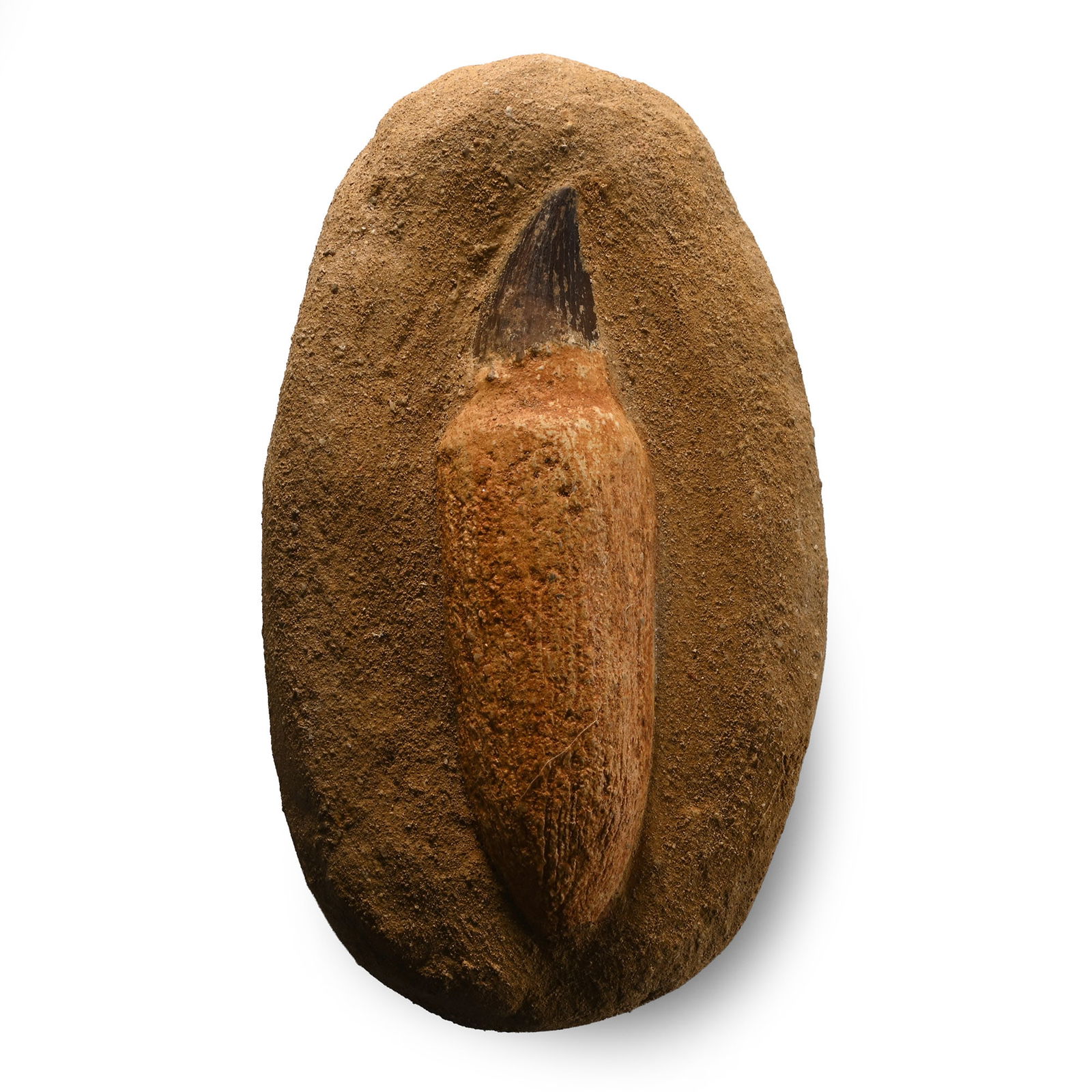 Mosasaur 'Marine Dinosaur' Fossil Tooth: Cretaceous Period, 145-65 million years B.P. The tooth showing dark brown enamel, set in a sandstone matrix with a composite root for display. 584 grams, 16 cm (6 1/4 in.). [No Reserve] From Morocco,