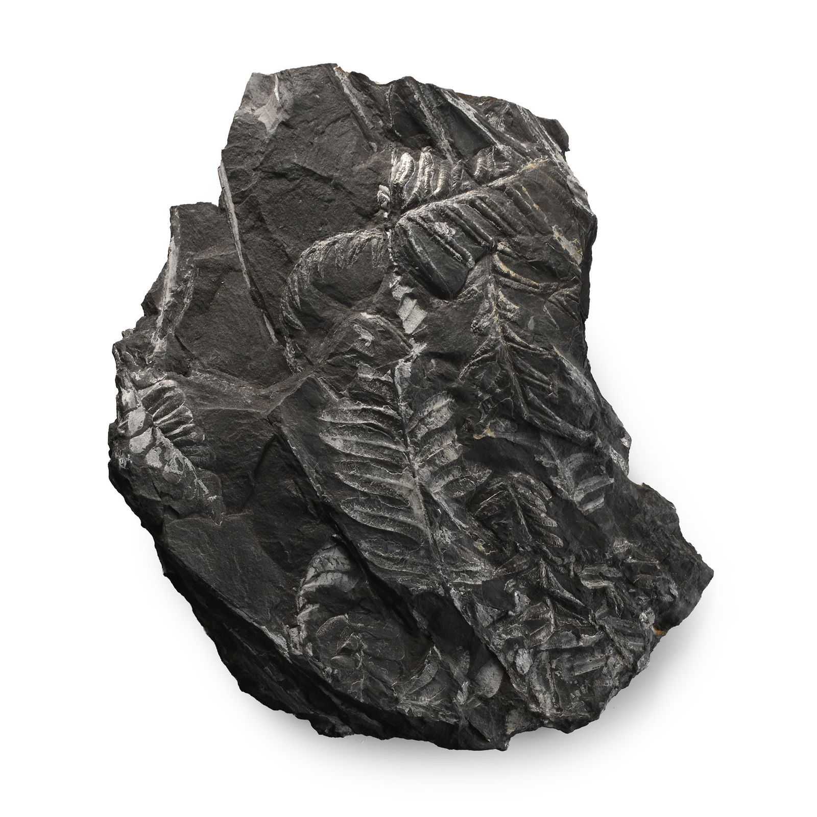 Fossil Fern Leaves: Pennsylvanian Epoch, circa 300 million years B.P. An irregular matrix containing Pecopteris fossil ferns on both sides. 268 grams, 15.5 cm (6 1/8 in.). [No Reserve] From Pennsylvania, USA. From a Linc