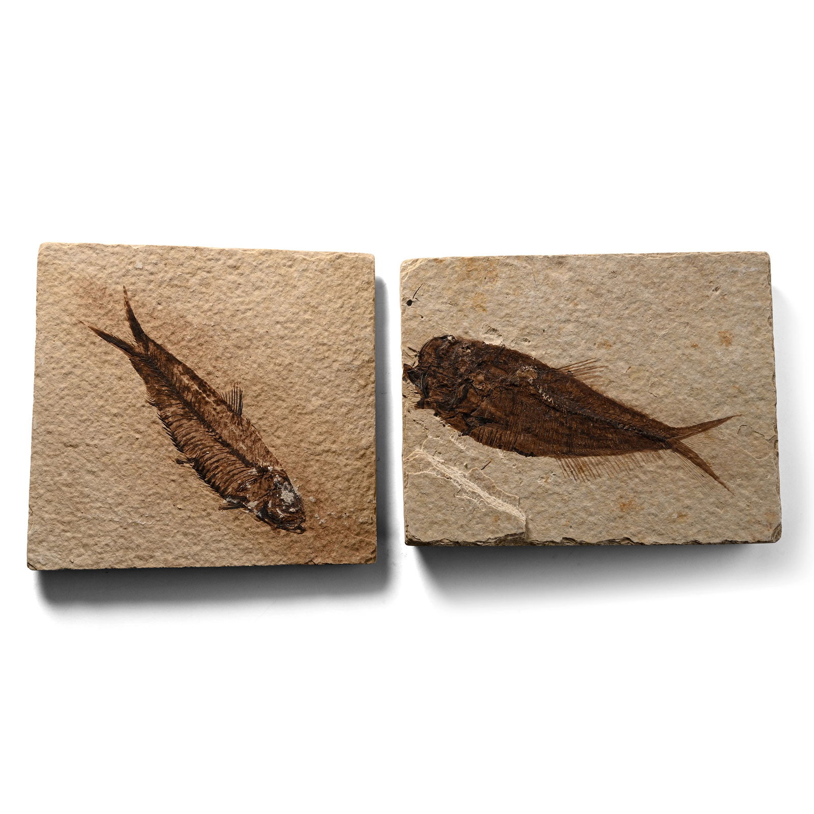 Knightia Fossil Fish on Matrix Group: Eocene Period, circa 58-36 million years B.P. Comprising two rectangular matrices, each with a Knightia alta specimen. 190 grams total, 75-85 mm (3 - 3 3/4 in.). [3, No Reserve] From Wyoming, USA. Ex