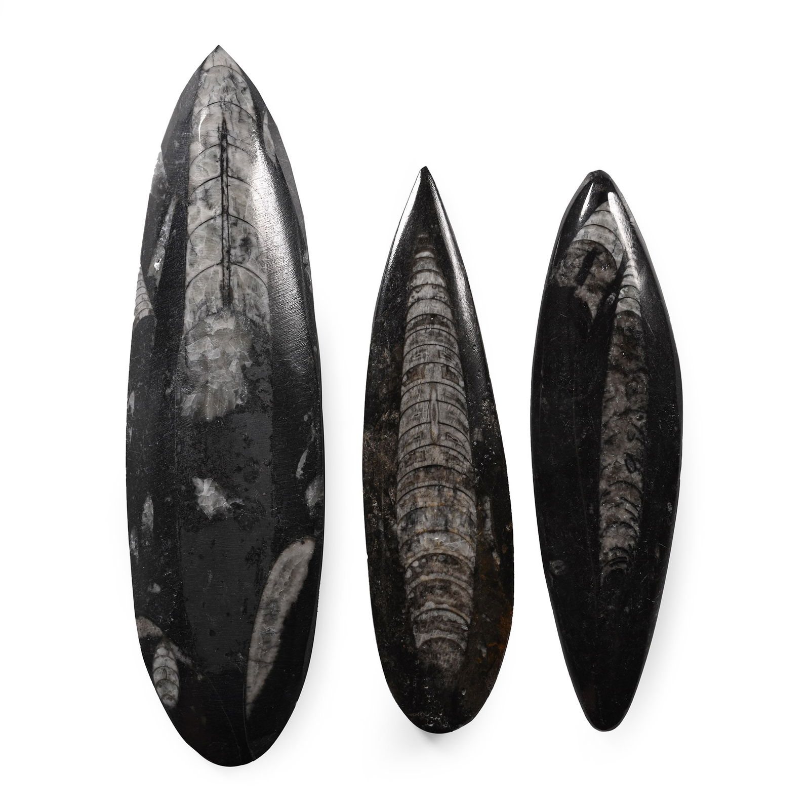 Polished Fossil Orthoceras Group: Devonian Period, circa 400 million years B.P. Comprising three bullet-shaped examples. 271 grams total, 12.3-16 cm (4 7/8 - 6 1/4 in.). [3, No Reserve] From Atlas Mountains, Morocco, North Africa. Fro