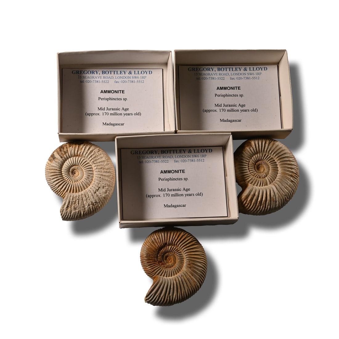 Boxed and Labelled Fossil Ammonite Collection [3]: Middle Jurassic, circa 160 million years B.P. Comprising three Perisphinctes sp. ammonites, each in a labelled specimen tray. 385 grams total, 71-75 mm (2 3/4 - 3 in.). [3, No Reserve] From Madagascar