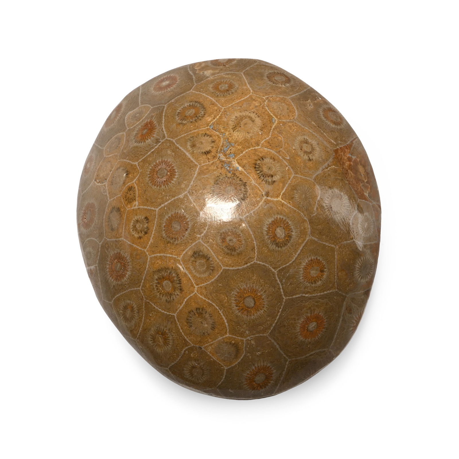 Large Polished Fossil Coral Head: Devonian Period, circa 417-354 million years B.P. Domed body with high polish, showing the internal structure. 406 grams, 96 mm (3 3/4 in.). [No Reserve] From a Cambridgeshire, UK, collection. TimeLin