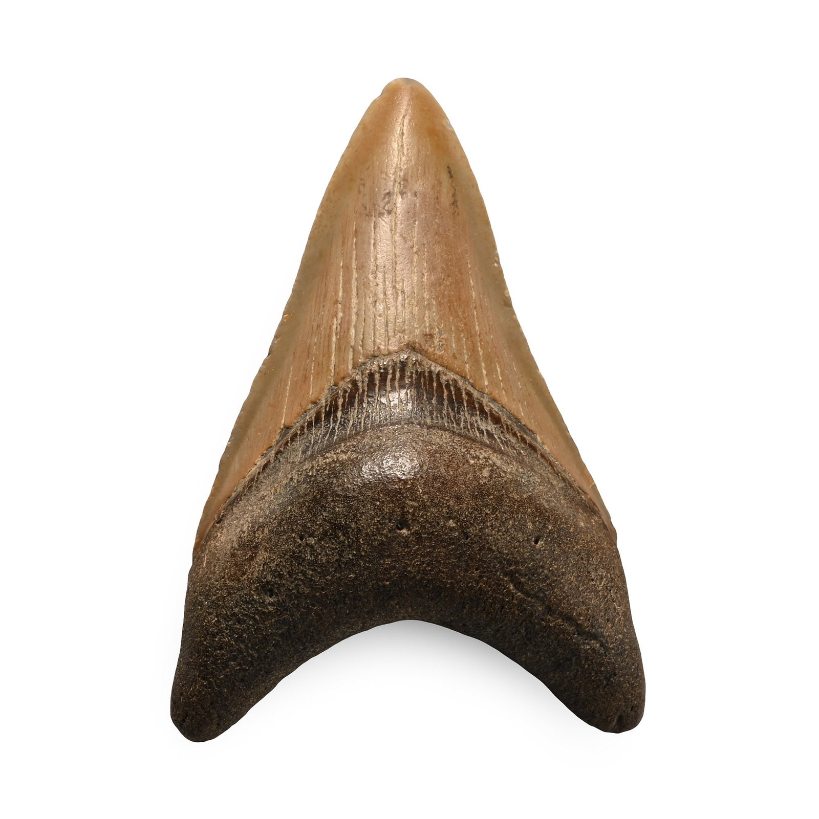 Fossil Megalodon Shark Tooth: Pliocene Epoch, circa 5.6 million years B.P. A Carcharocles megalodon shark tooth, with serrations and good polished tooth enamel. 63 grams, 83 mm (3 1/4 in.). [No Reserve] Found Wrightsville Beach, N