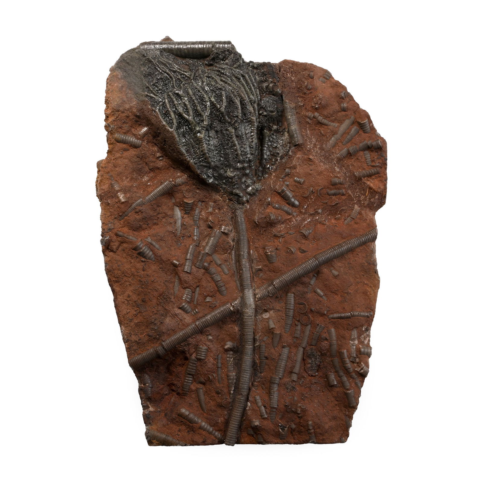 Scyphocrinites Fossil Crinoid on Matrix: Silurian Period, 445-416 million years B.P. Scyphocrinites elegans on an irregular matrix. 635 grams, 17.7 cm (7 in.). [No Reserve] From Morocco, West Africa. Ex Cambridgeshire, UK, collection. TimeLi