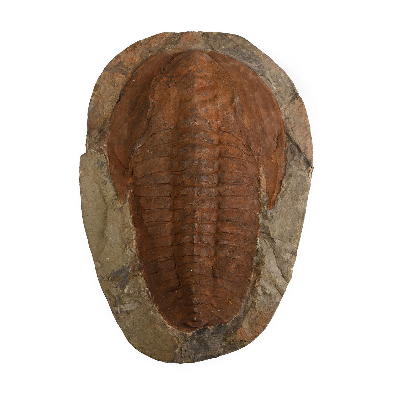 Large Cambropallas Fossil Trilobite: Devonian Period, circa 417-354 million years B.P. A large Cambropallas telesto trilobite on a textured matrix. 3.66 kg, 32 cm (12 5/8 in.). From Morocco, West Africa. Ex Cambridgeshire, UK, collection