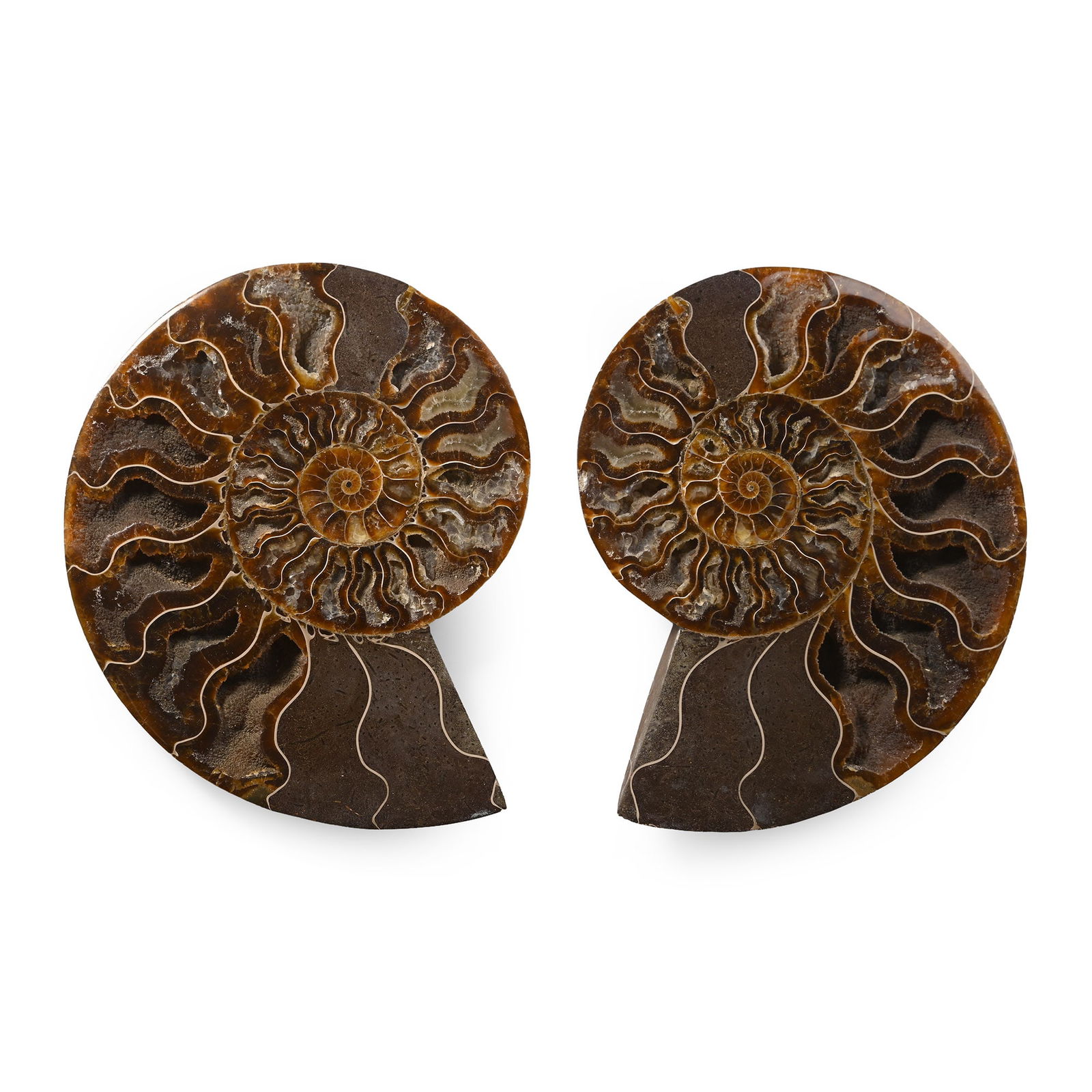 Cleoniceras Fossil Ammonite: Jurassic Period, circa 160 million years B.P. Cleoniceras sp. specimen cut in two halves to reveal the internal crystal lined chambers, polished throughout. 650 grams total, 15 cm each (5 7/8 in.). [2