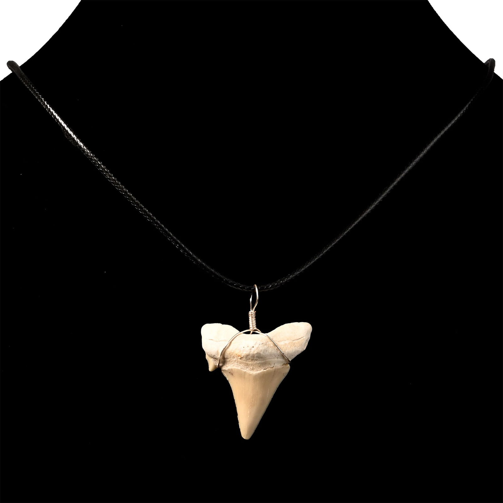 Fossil Otodus Shark Tooth Necklace: Eocene Period, circa 53-33 million years B.P. An Otodus obliquus tooth made into a pendant and suspended from a cord necklace. 8.77 grams total, tooth: 34 mm (1 3/8 in.). [No Reserve] Ex Cambridgeshir