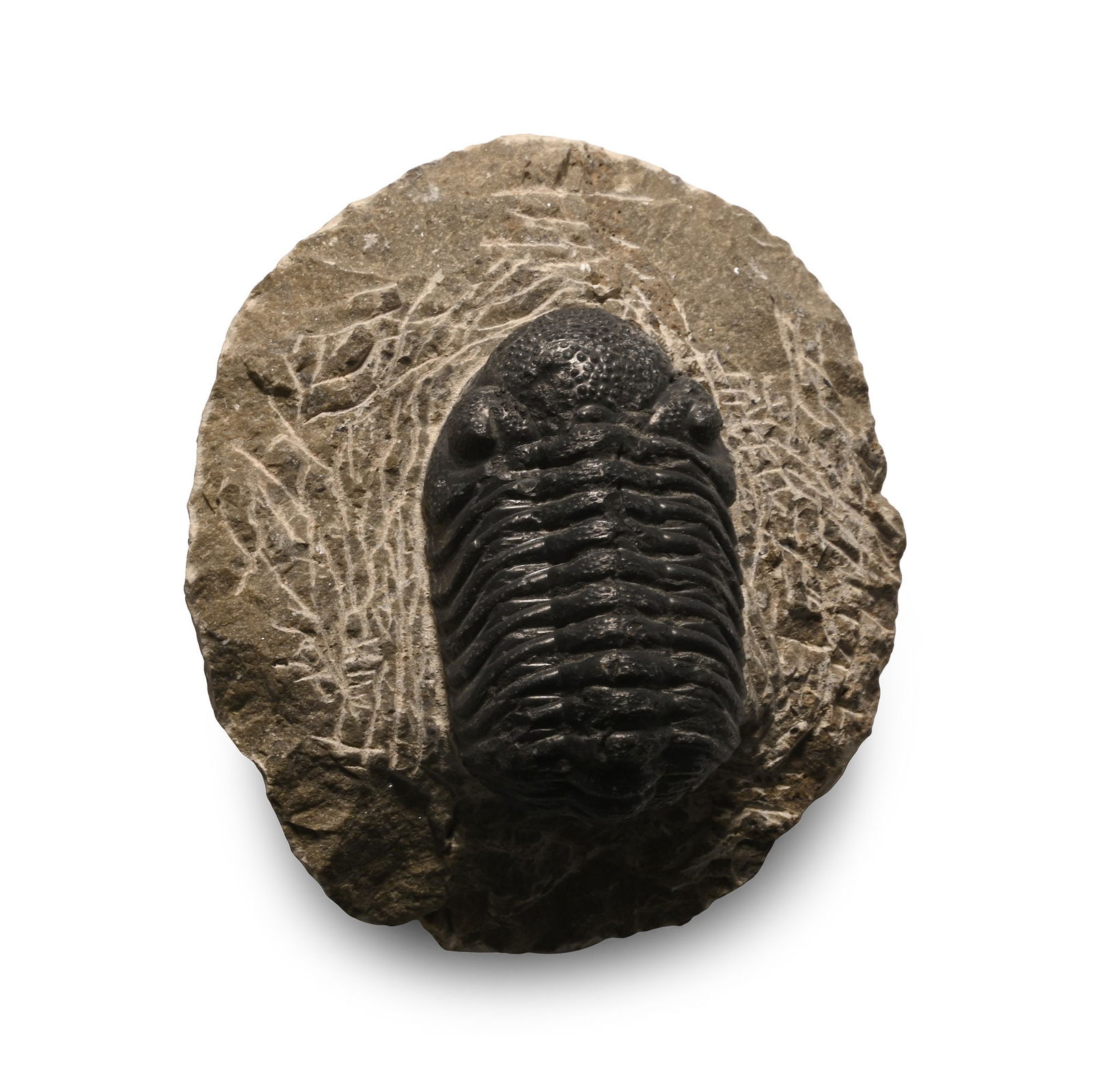 Fossil Phacops Trilobite on Matrix: Devonian Period, circa 444-439 million years B.P. The aquatic arthropod showing good detail to the carapace, resting on an irregular matrix. 211 grams, 77 mm (3 in.). [No Reserve] From Morocco, North