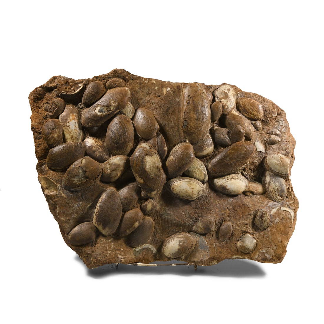 Very Large British Cardinia Fossil Ocean Floor Display: Jurassic Period, circa 201-202 million years B.P. A plate of natural, unpolished Cardinia sp. fossil bivalves from the Frodingham formation; accompanied by a display stand. 17.7 kg total, 50 cm (19 3/