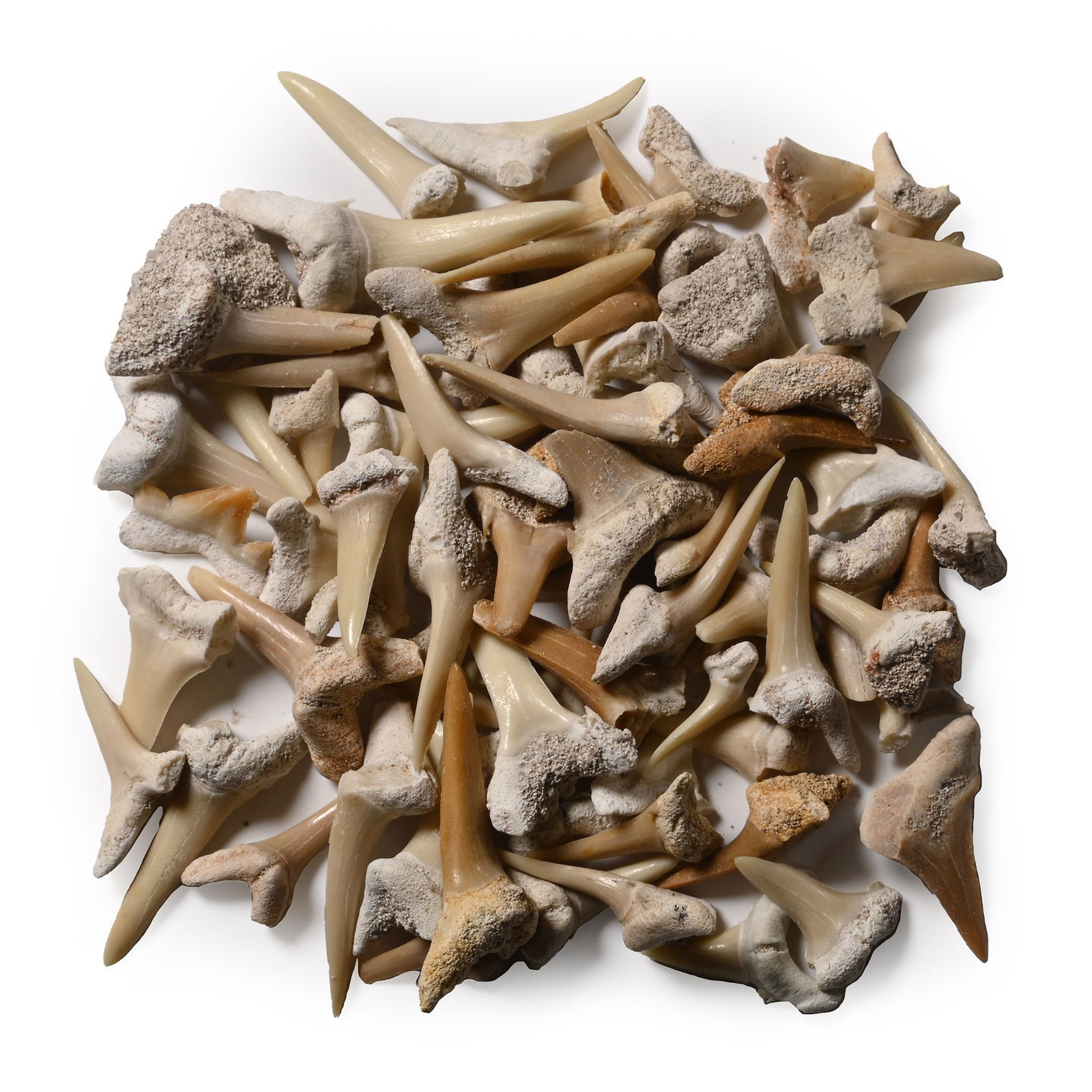 Group of Fossil Sand Shark Teeth: Eocene Period, circa 56-33 million years B.P. Comprising over seventy teeth. 52 grams total, 15-28 mm (5/8 - 1 1/8 in.). [72, No Reserve] From a Norfolk, UK, collection. TimeLine Auctions follows a ri