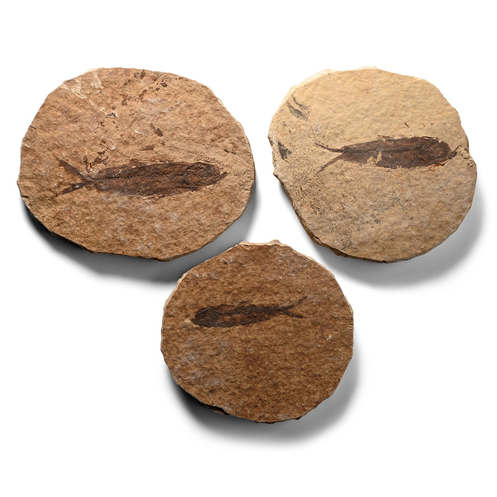 Knightia Fossil Fish on Matrix Group: Eocene Period, circa 58-36 million years B.P. Comprising three rounded matrices, each with a Knightia alta specimen. 194 grams total, 70-85 mm (2 3/4 - 3 1/4 in.). [3, No Reserve] From Wyoming, USA. E