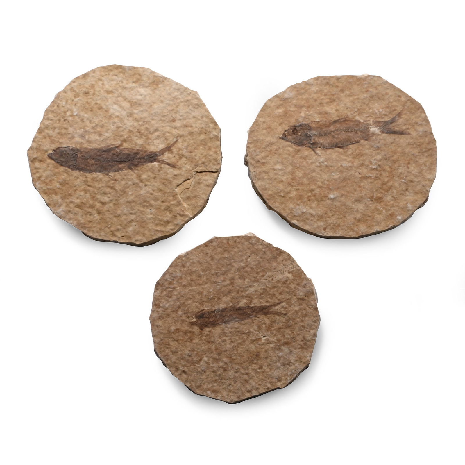 Knightia Fossil Fish in Matrix Group: Eocene Period, circa 58-36 million years B.P. Comprising three rounded matrices, each with a Knightia alta specimen. 145 grams total, 63-74 mm (2 1/2 - 3 in.). [3, No Reserve] From Wyoming (Green Rive