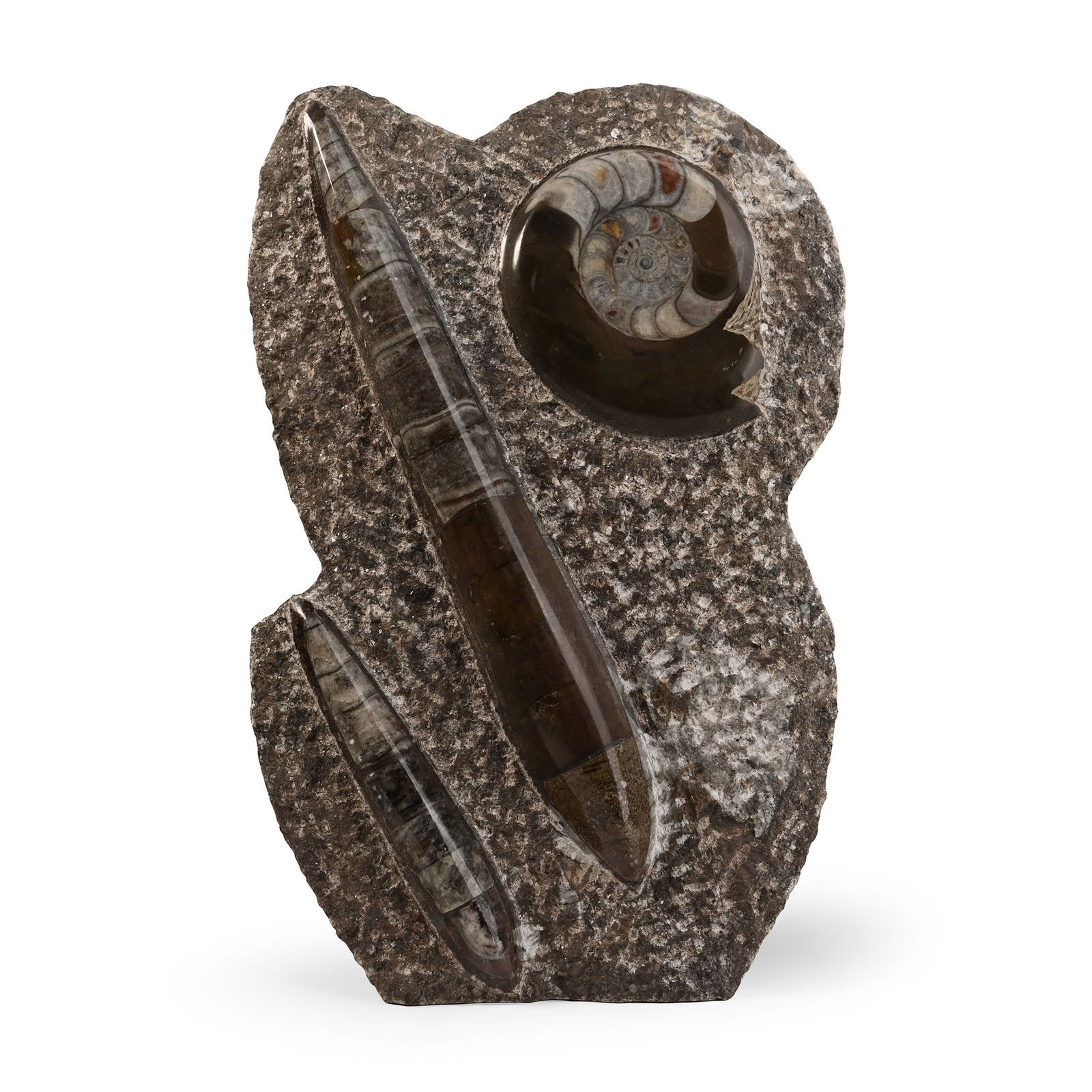 Polished Fossil Goniatite and Orthoceras Display: Devonian Period, circa 400 million years B.P. A freestanding textured matrix set with Orthoceras and Goniatite specimens. 1.99 kg, 25.1 cm (9 7/8 in.). [No Reserve] From Morocco, West Africa. Ex Cambr