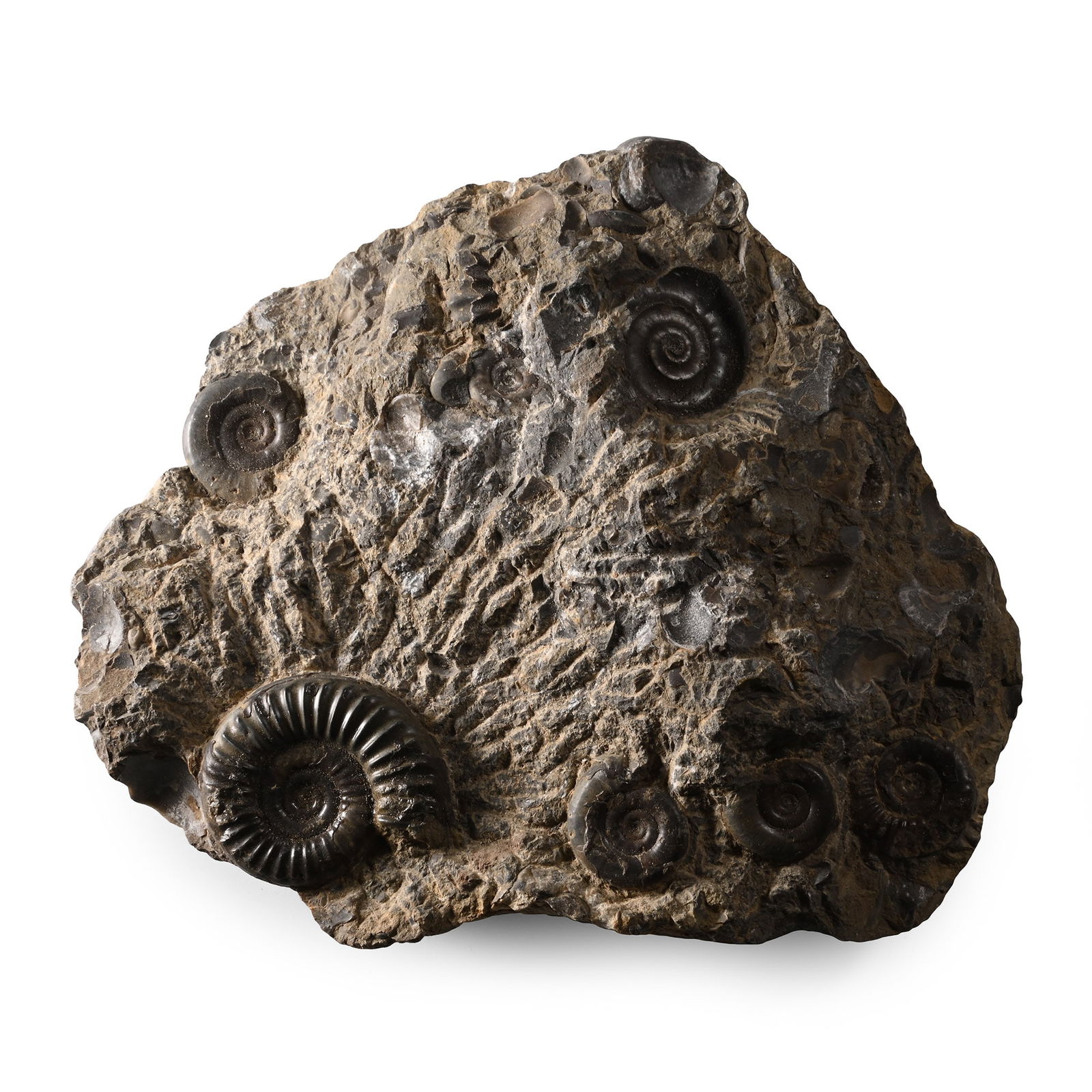 Fossil Ammonite Cluster: Lower Jurassic, circa 199-190 million years B.P. An irregular matrix containing Arnioceras sp. (?) and Cymbite ammonites. 512 grams, 12.5 cm (5 in.). [No Reserve] From the Yorkshire coast. From a Linc
