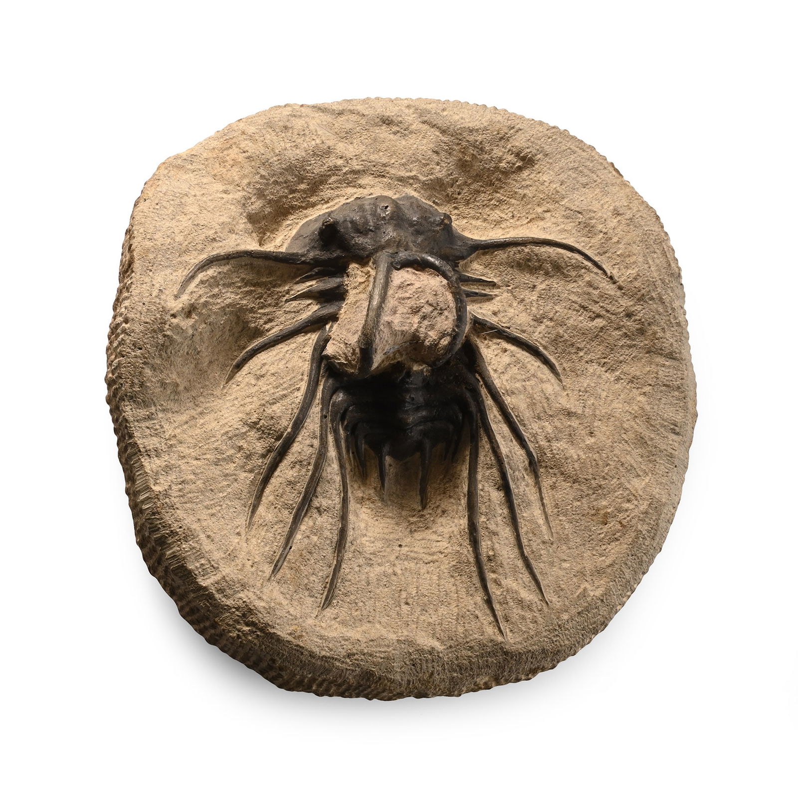 Dicranurus Monstrosus Composite Fossil Trilobite: Devonian Period, circa 417-354 million years B.P. Showing the pair of horn-like spines behind the glabellum, specific for Dicranurus monstrosus odontopleurid trilobites; some restoration. 666 grams, 1