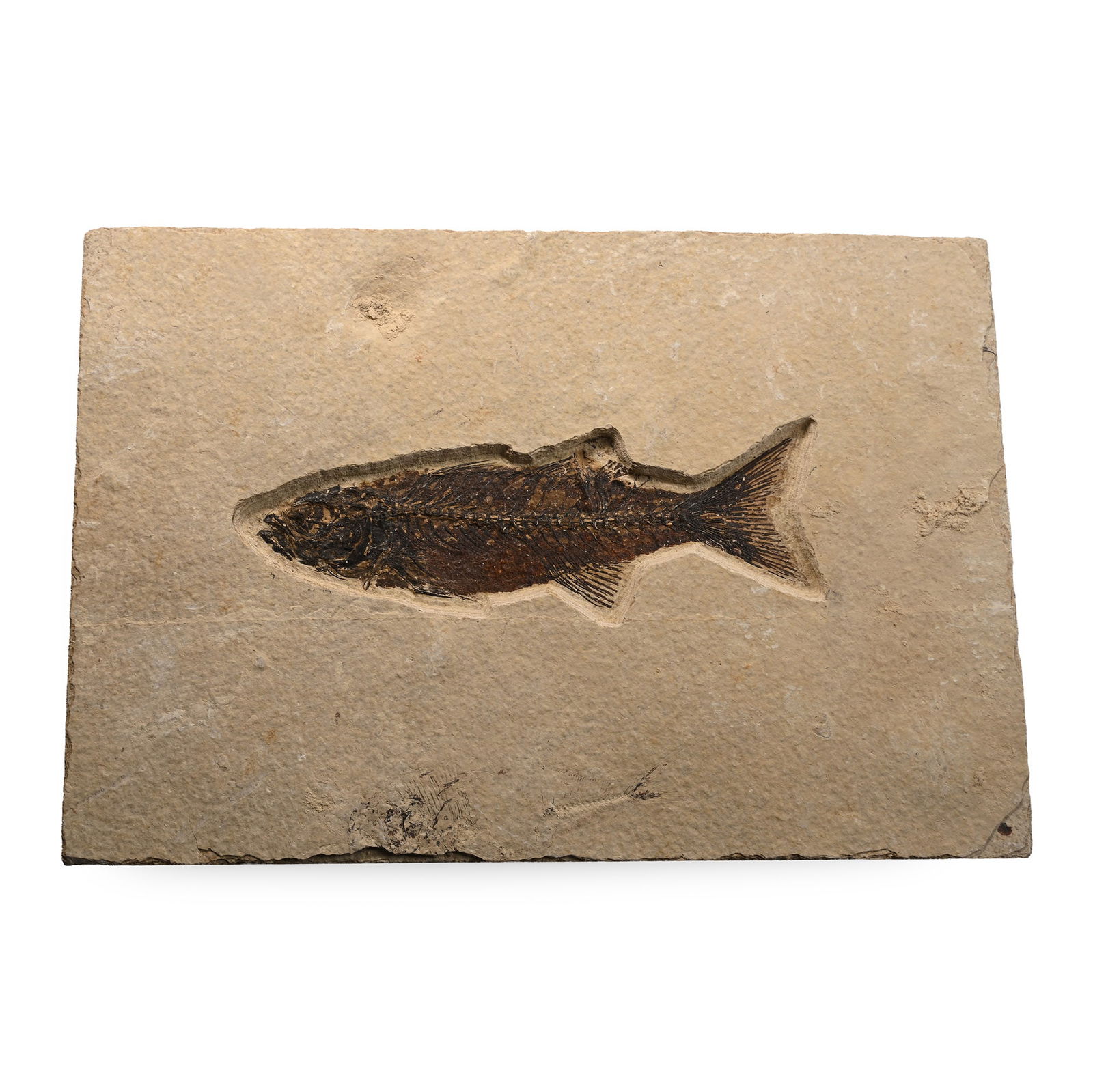 Mioplosus Fossil Fish: Eocene Period, circa 56-33 million years B.P. On a rectangular matrix, showing some good detail, an outline of another specimen visible on the lower edge. 1.62 kg, 23 cm (9 in.). [No Reserve] Ex Linco