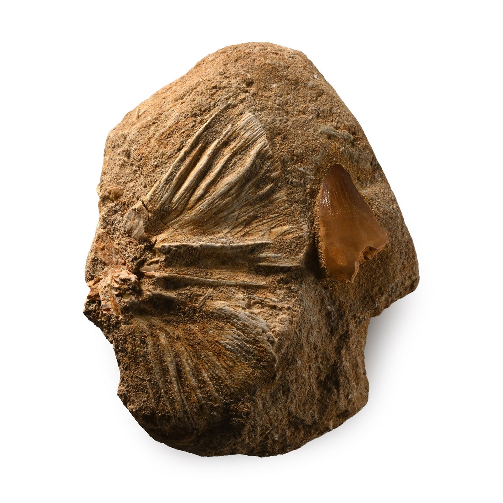 Fossil Mosasaur 'Marine Dinosaur' Tooth and Fish Bone on Matrix: Cretaceous Period, 145-65 million years B.P. A sandstone matrix with a Mosasaur prognathodon tooth an another fossil, likely from a fish. 195 grams, 96 mm (3 3/4 in.). [No Reserve] From a Cambridgeshi