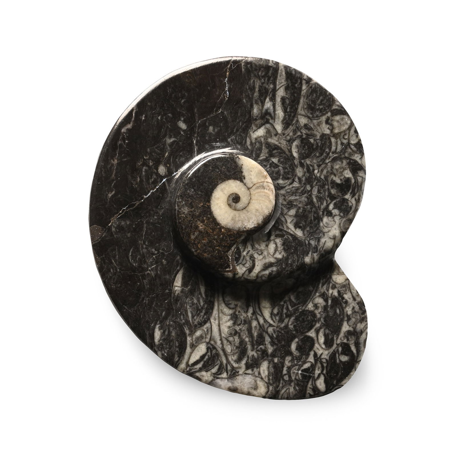 Polished Fossil Goniatite Dish: Devonian Period, circa 400 million years B.P. An ammonite-shaped dish carved from fossiliferous stone, set with a Goniatite sp. ammonite. 127 grams, 10.6 cm (4 1/8 in.). [No Reserve] From Morocco, Nor