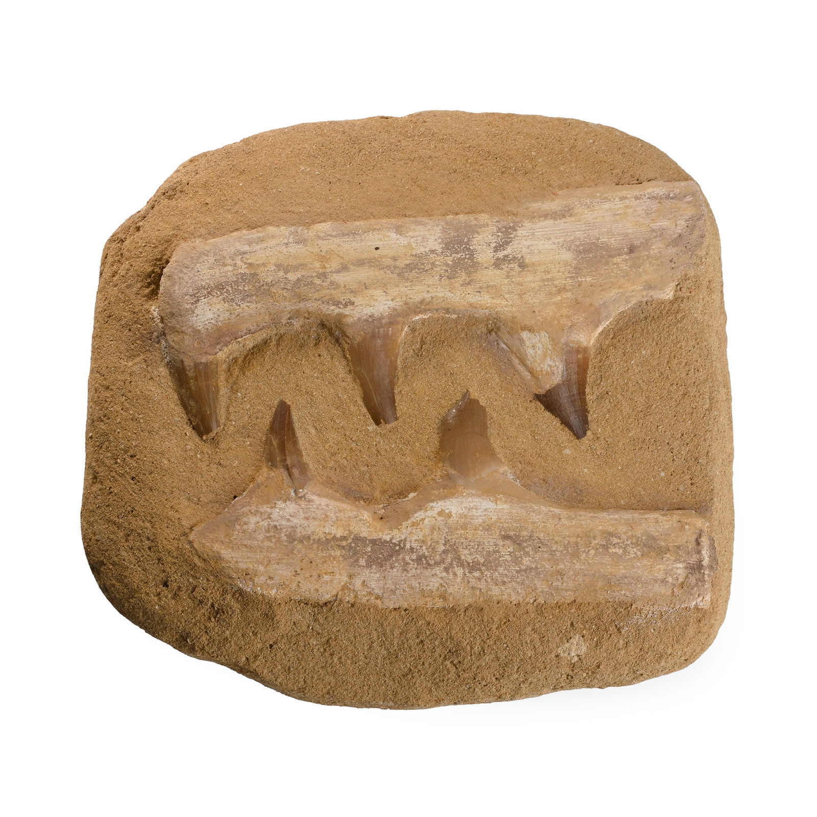 Mosasaur 'Marine Dinosaur' Composite Fossil Teeth on Matrix: Cretaceous Period, circa 145-65 million years B.P. A composite matrix set with five Mosasaur prognathodon teeth. 1.44 kg, 17 cm (6 3/4 in.). [No Reserve] From Morocco, West Africa. Ex Cambridgeshire,