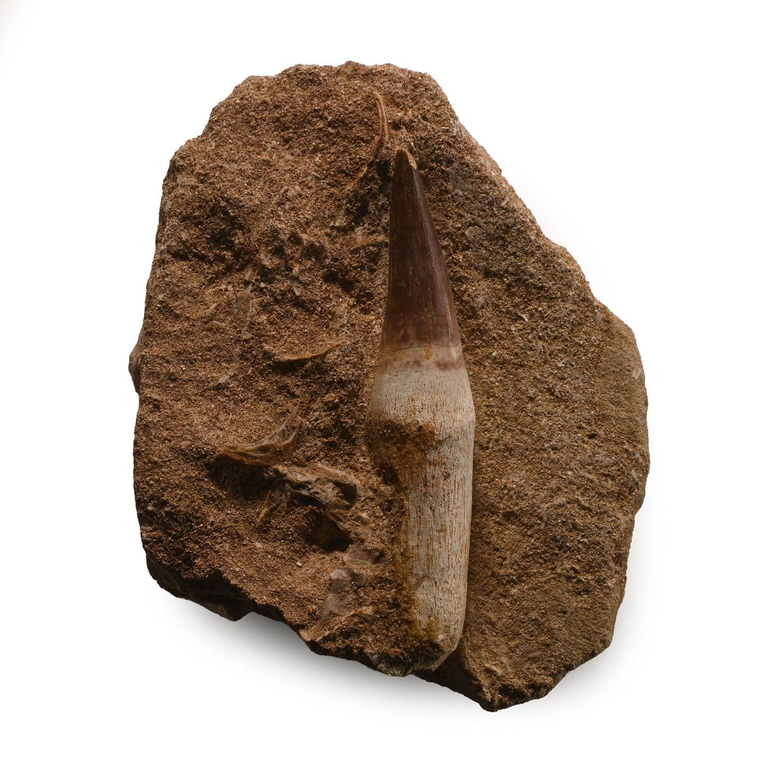 Mosasaur 'Marine Dinosaur' Fossil Tooth: Cretaceous Period, 145-65 million years B.P. A slender Mosasaur prognathodon tooth with some root in a sandstone matrix. 212 grams, 88 mm (3 3/8 in.). [No Reserve] From Morocco, North Africa. From a C