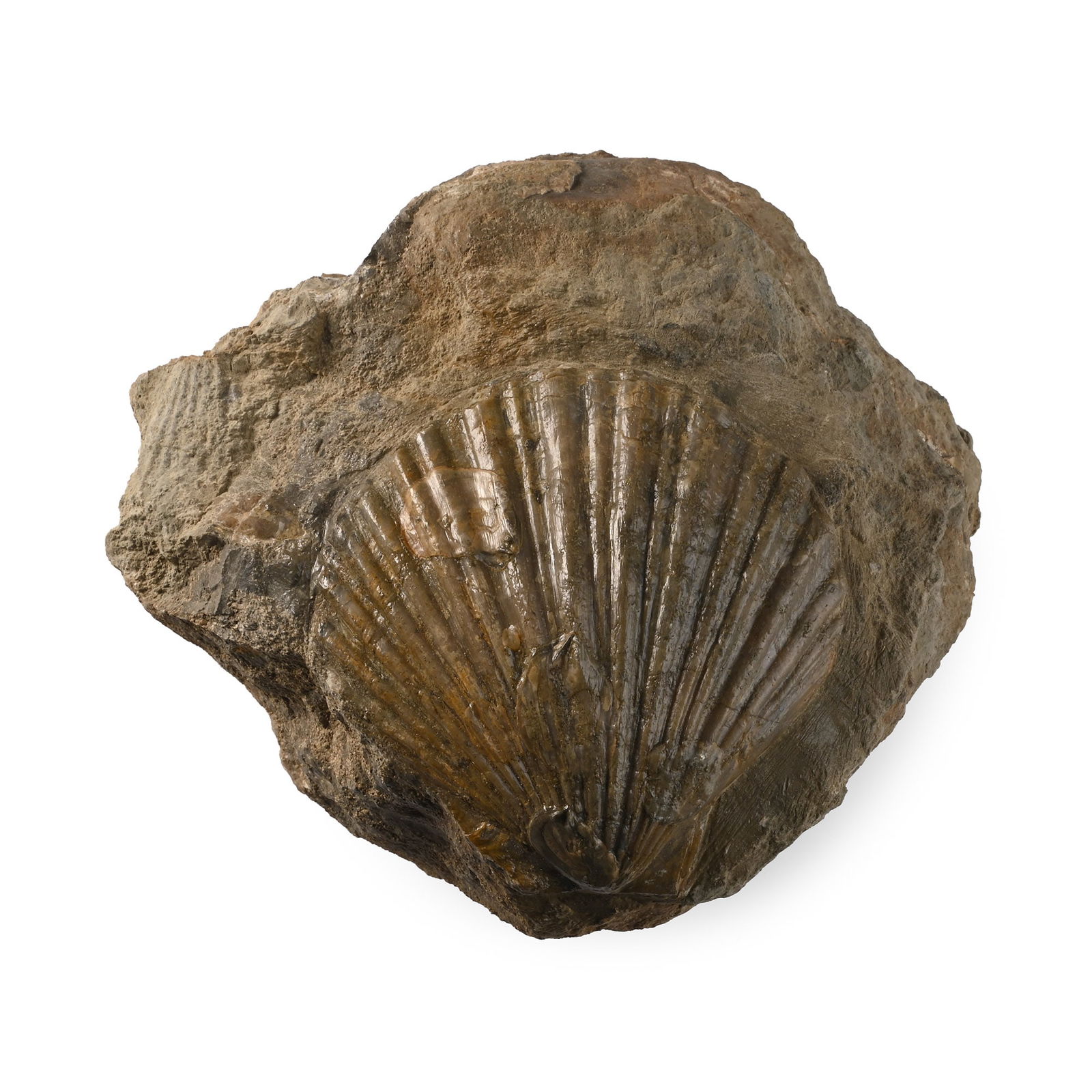 English Fossil Scallop Shell: Jurassic Period, circa 200-165 million years B.P. On an irregular matrix, displaying clear ribbing. 1.33 kg, 12.8 cm (5 in.). [No Reserve] Ex Lincolnshire, UK, collection. TimeLine Auctions follows a