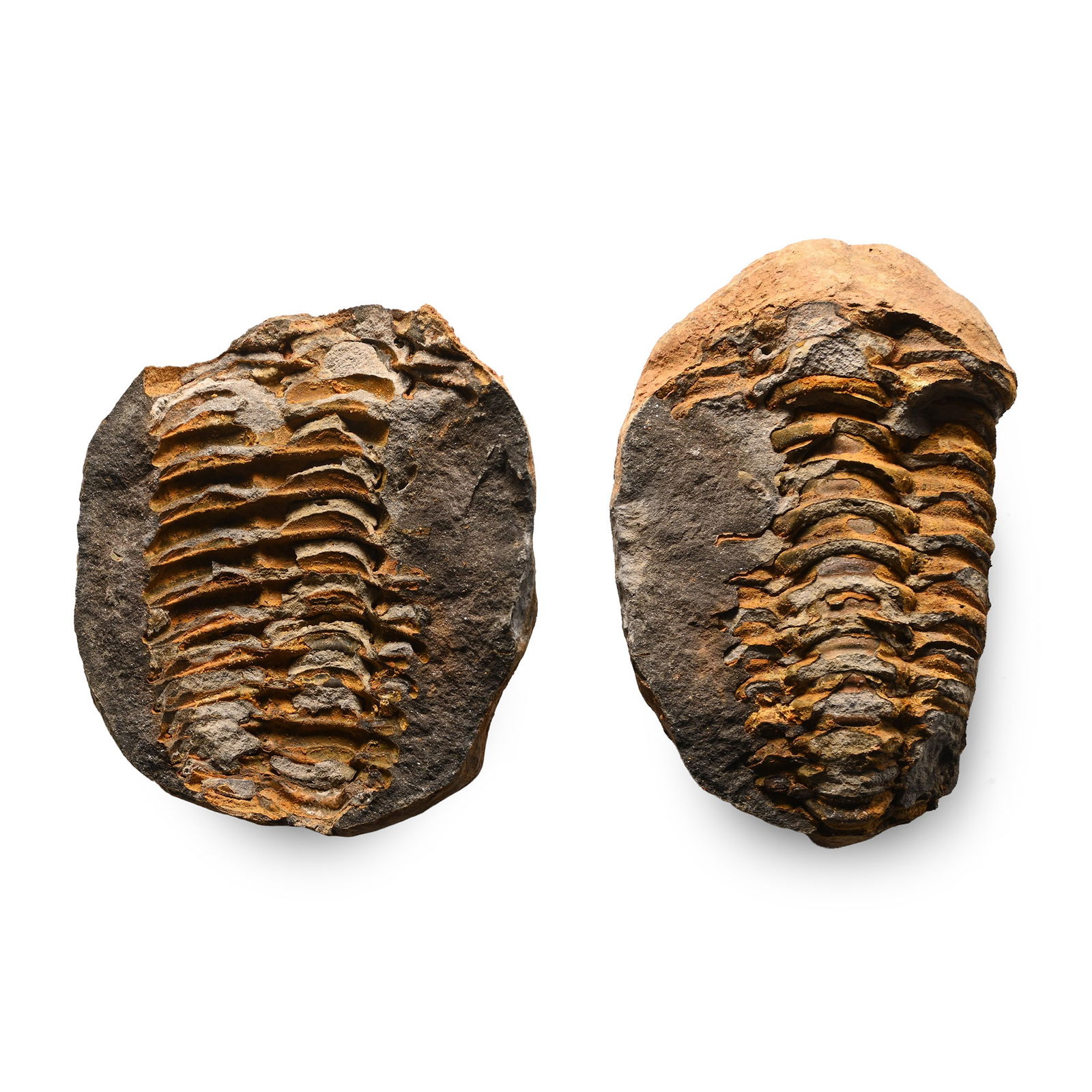Fossil Flexicalymene Trilobite: Ordovician Period, circa 510-445 million years B.P. A specimen within its nodule. 167 grams total, 68 mm each (2 5/8 in.). [2, No Reserve] Ex Cambridgeshire, UK, collection. TimeLine Auctions follows