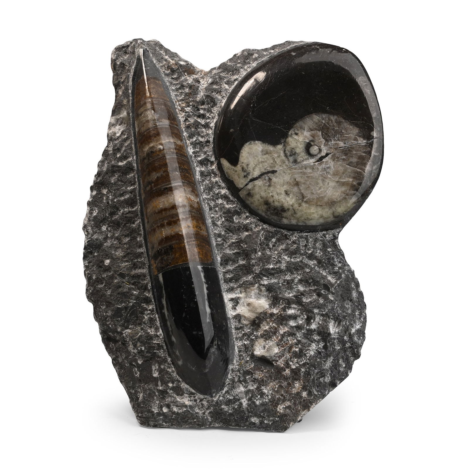 Polished Fossil Goniatite and Orthoceras Display: Devonian Period, circa 400 million years B.P. A freestanding textured matrix set with a Goniatite and Orthoceras specimens. 853 grams, 15 cm (5 7/8 in.). [No Reserve] From Morocco, West Africa. Ex Cam