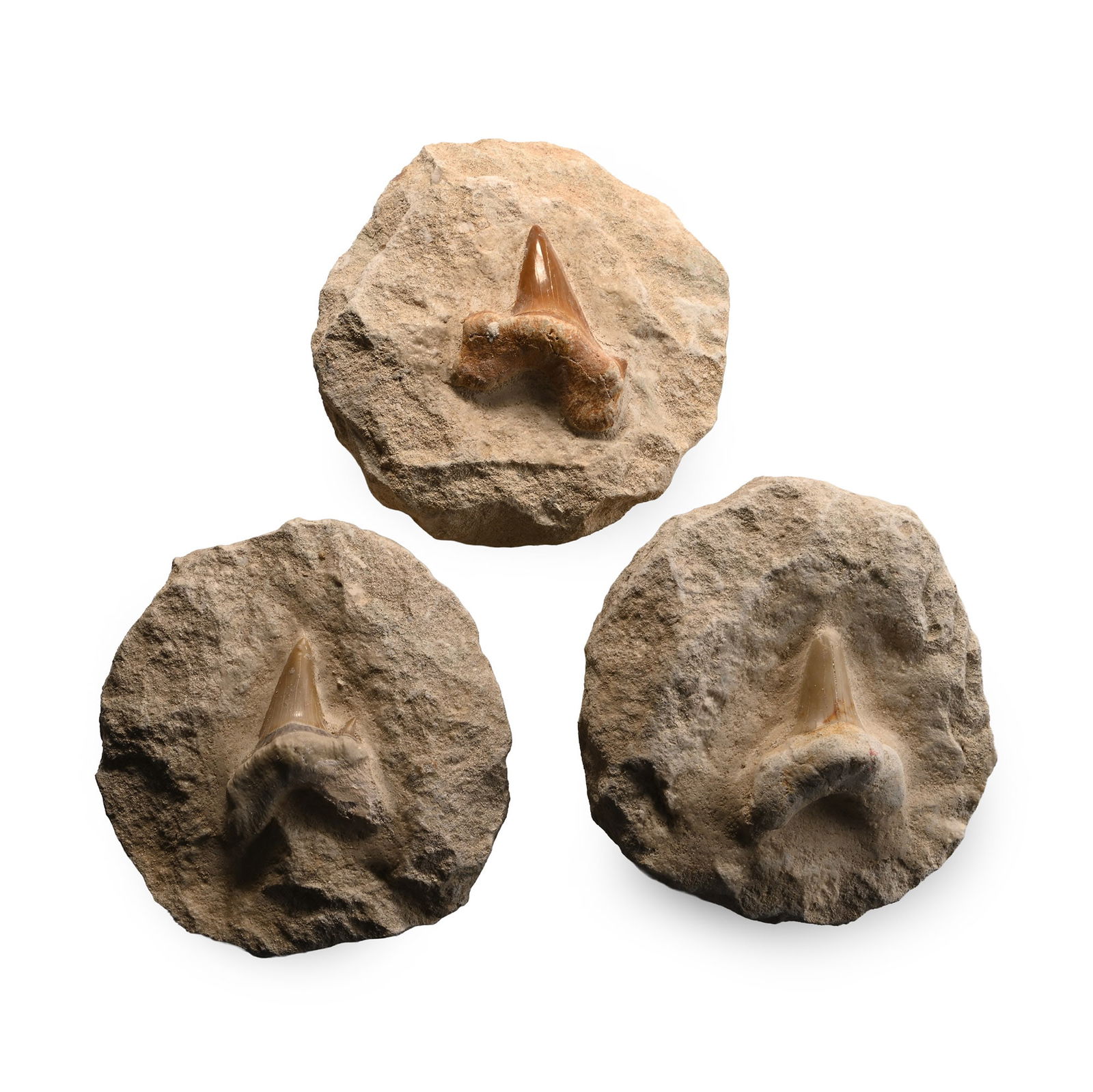 Fossil Otodus Shark Tooth on Matrix Group: Eocene Period, circa 56-33 million years B.P. Comprising three Otodus obliquus teeth set on individual matrices. 893 grams total, 84-90 mm (3 1/4 - 3 1/2 in.). [3, No Reserve] From a Cambridgeshire, U