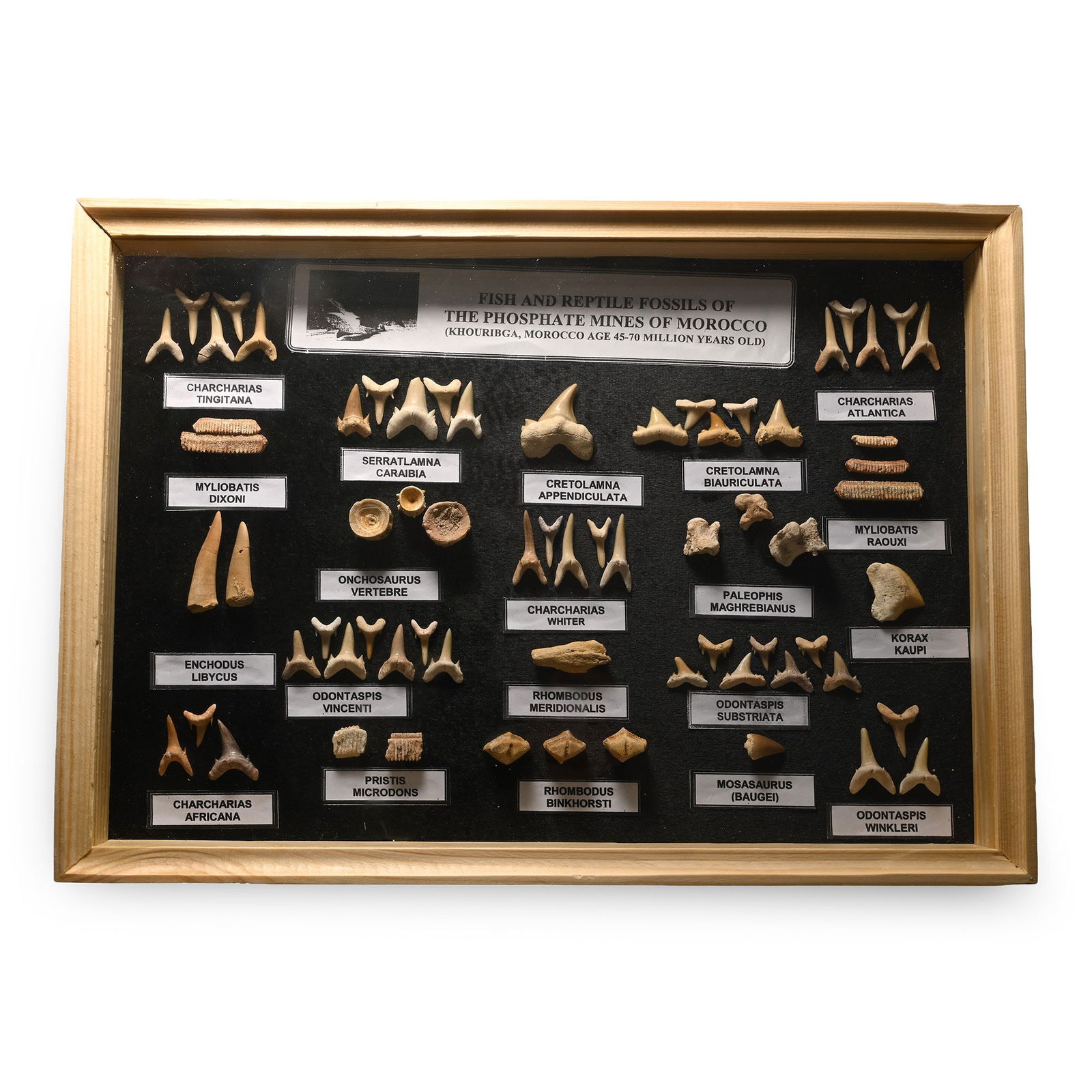 Fossil Shark Tooth Display Case: Cretaceous-Eocene Period, circa 70-45 million years B.P. A glazed display case with mounted specimens of various teeth, vertebrae and ray palates, with identifying labels. 937 grams total, 34.5 x 24.5