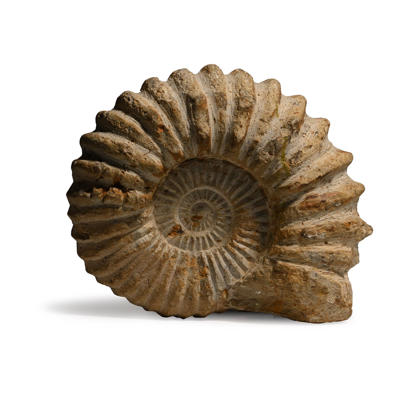 Large Fossil Agadir Ammonite: Cretaceous Period, circa 145-66 million years B.P. A coiled ammonite, possibly Calycoceras sp. 2.12 kg, 16.5 cm (6 1/2 in.). [No Reserve] Ex David Miller, Hemel Hempstead, London, UK. From the private