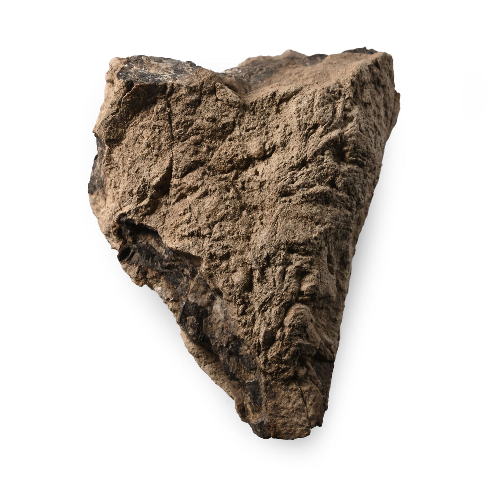 Tyrannosaurus Fossil Coprolite 'T-Rex Dung': Late Cretaceous Period, circa 70-66.5 million years B.P. An irregular mass of fossilised dung. 208 grams, 88 mm (3 1/2 in.). [No Reserve] Ex Cambridgeshire, UK, collection. TimeLine Auctions follows a