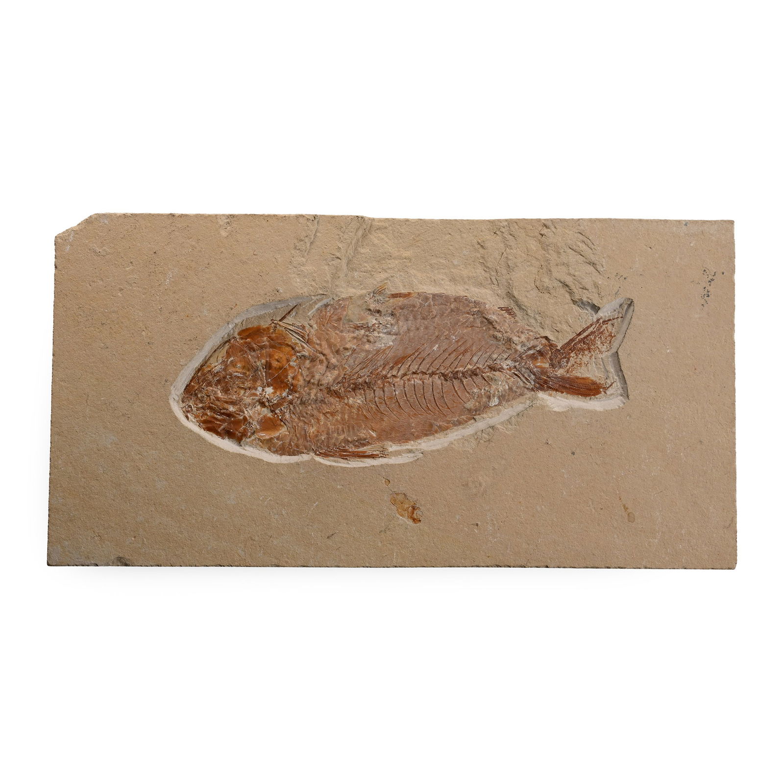 Lebanese Nematonotus Fossil Fish in Matrix: Cenomanian Age, circa 100-93.9 million years B.P. An extinct genus of a ray-finned fish on a rectangular matrix. 858 grams, 22.4 cm (8 3/4 in.). [No Reserve] From Lebanon. Ex Cambridgeshire, UK, colle