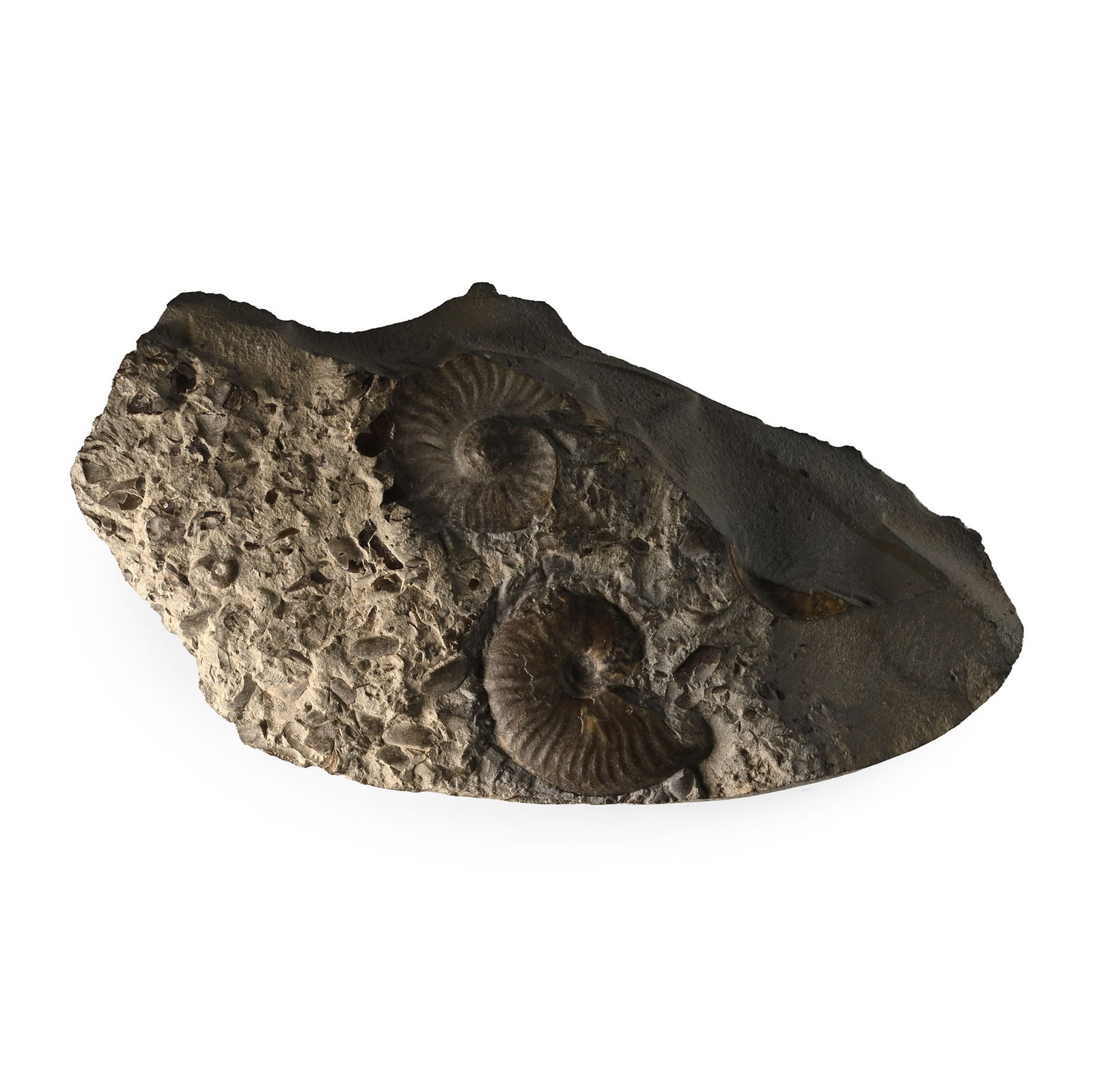 Fossil Eleganticeras Elegantulum Ammonite: Toarcian Stage, Lower Jurassic, 145-66 million years B.P. An irregular matrix with Eleganticeras elegantulum ammonite and a negative impression. 204 grams, 12.2 cm (4 3/4 in.). [No Reserve] From a Nor