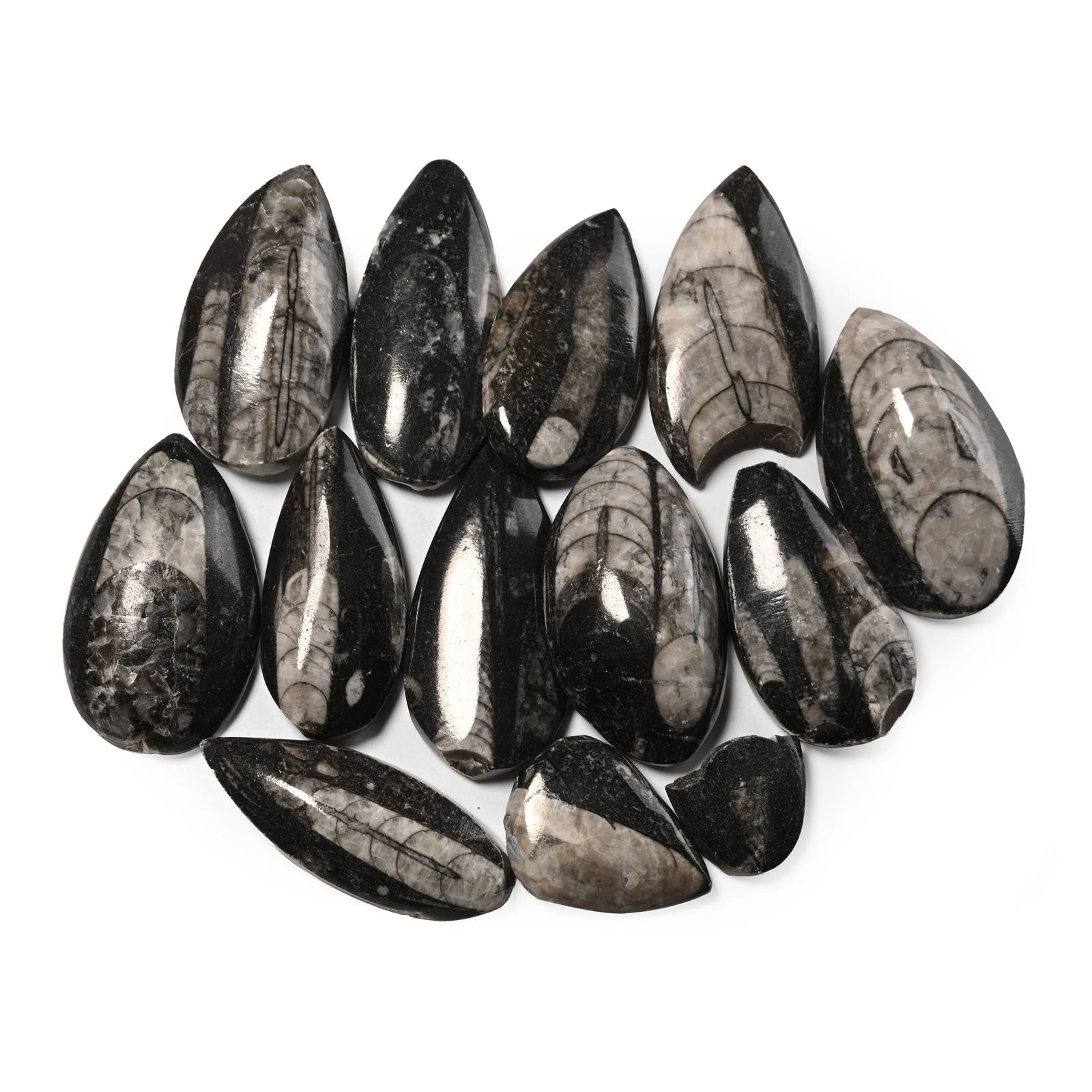 Polished Fossil Orthoceras Group: Devonian Period, circa 400 million years B.P. Comprising thirteen polished teardrop-shaped buttons formed from fossiliferous stone containing Orthoceras specimens. 156 grams total, 19-48 mm (3/4 - 1 7