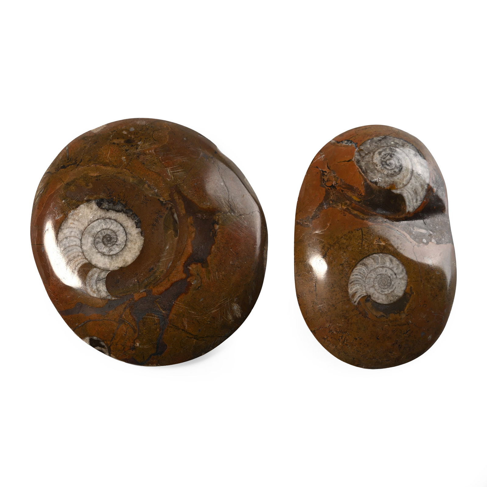 Polished Fossil Goniatite Button Group: Devonian Period, circa 400 million years B.P. Comprising two polished examples, one with two specimens. 447 grams total, 10.5-11 cm (4 1/8 - 4 1/4 in.). [2, No Reserve] From Morocco, West Africa. Ex C
