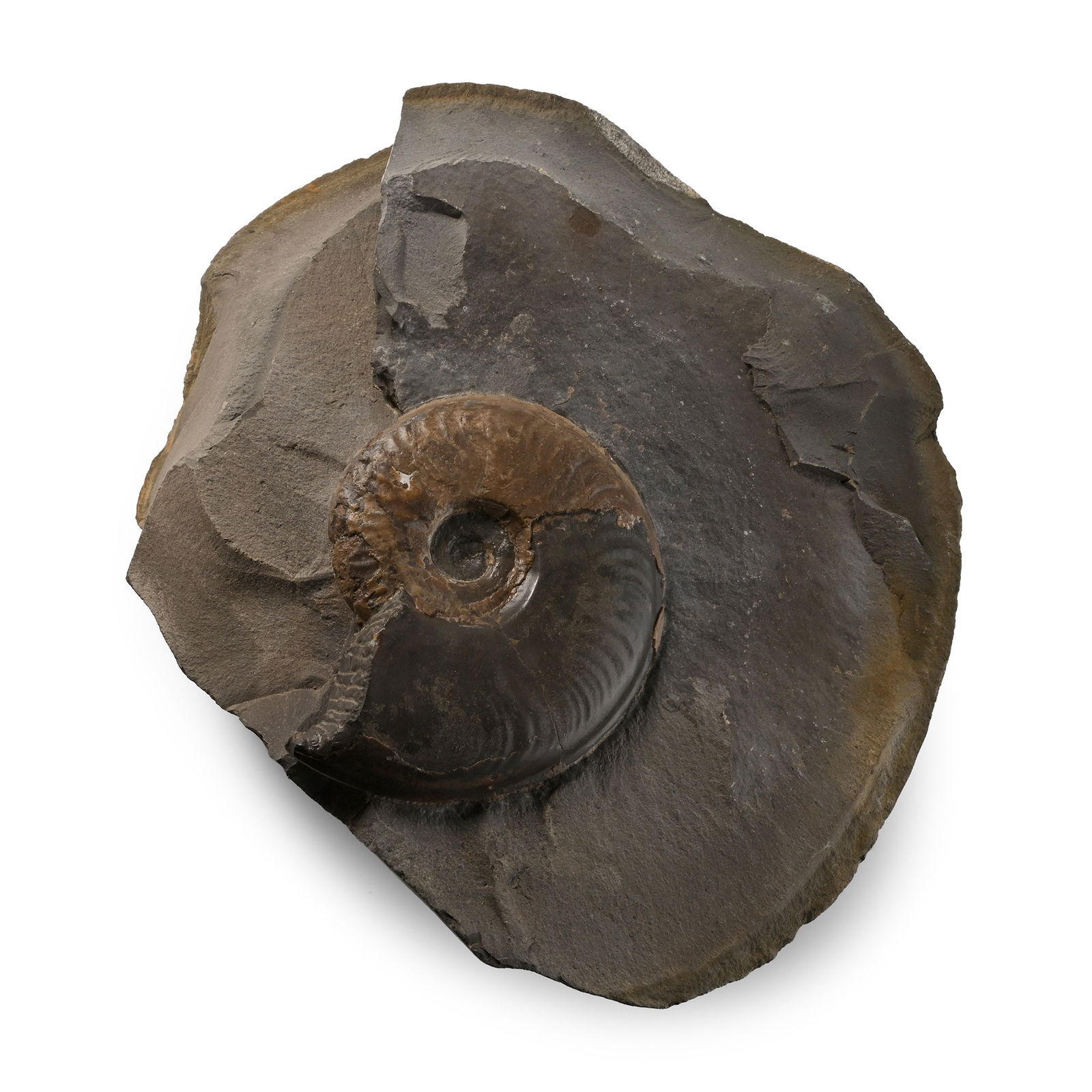 Large Fossil Pseudolioceras Ammonite: Toarcian Stage, Lower Jurassic, circa 182-174 million years B.P. Pseudolioceras boulbiense embedded in a section of a rounded boulder. 2 kg, 17.7 cm (7 in.). [No Reserve] From Whitby, UK. From a Linco