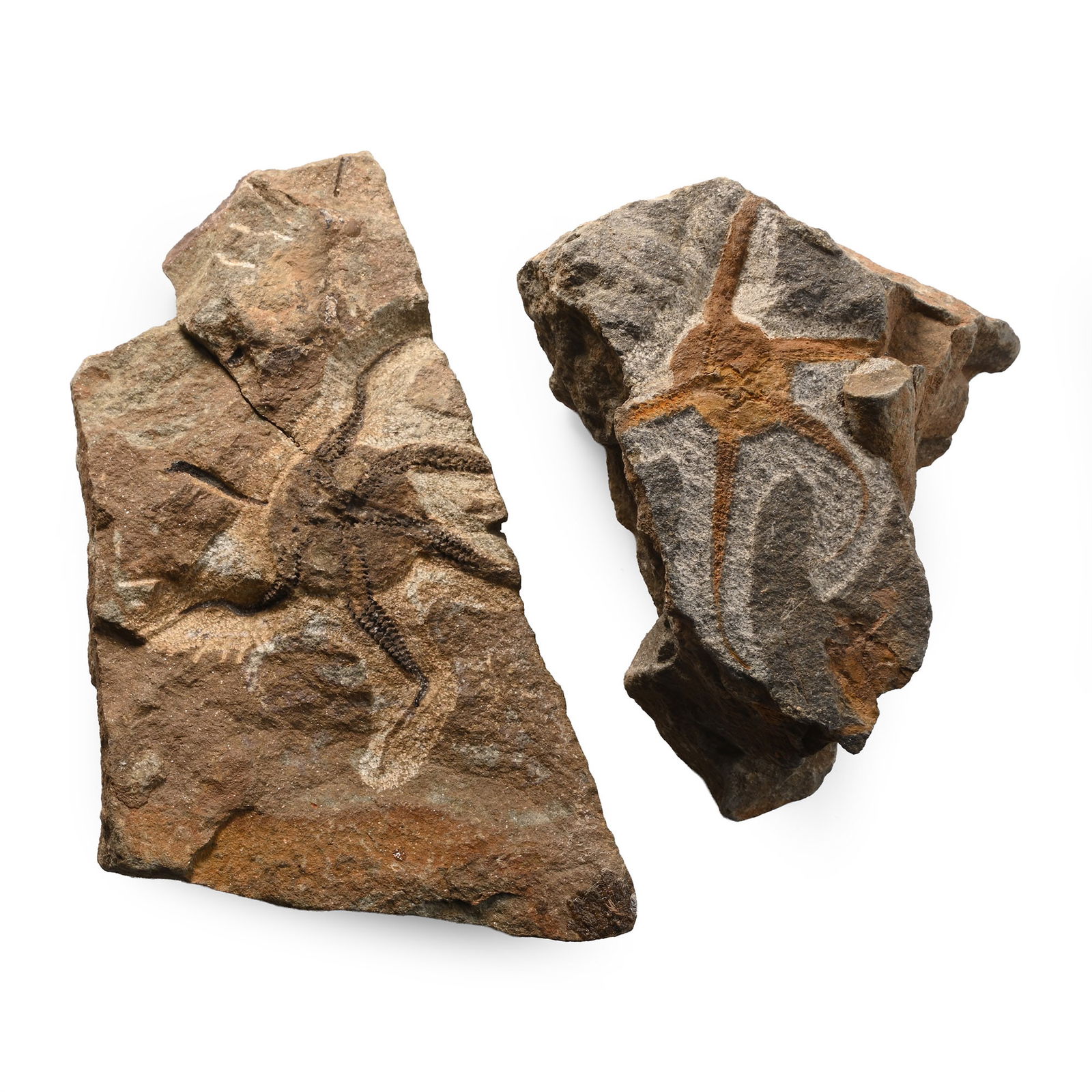 Fossil Brittle Star on Matrix Pair: Ordovician Period, circa 485-443 million years B.P. Comprising two irregular matrices, each with an Ophiuroidea sp. specimen. 464 grams total, 9-12.5 cm (3 3/4 - 4 7/8 in.). [2, No Reserve] Ex Lincoln