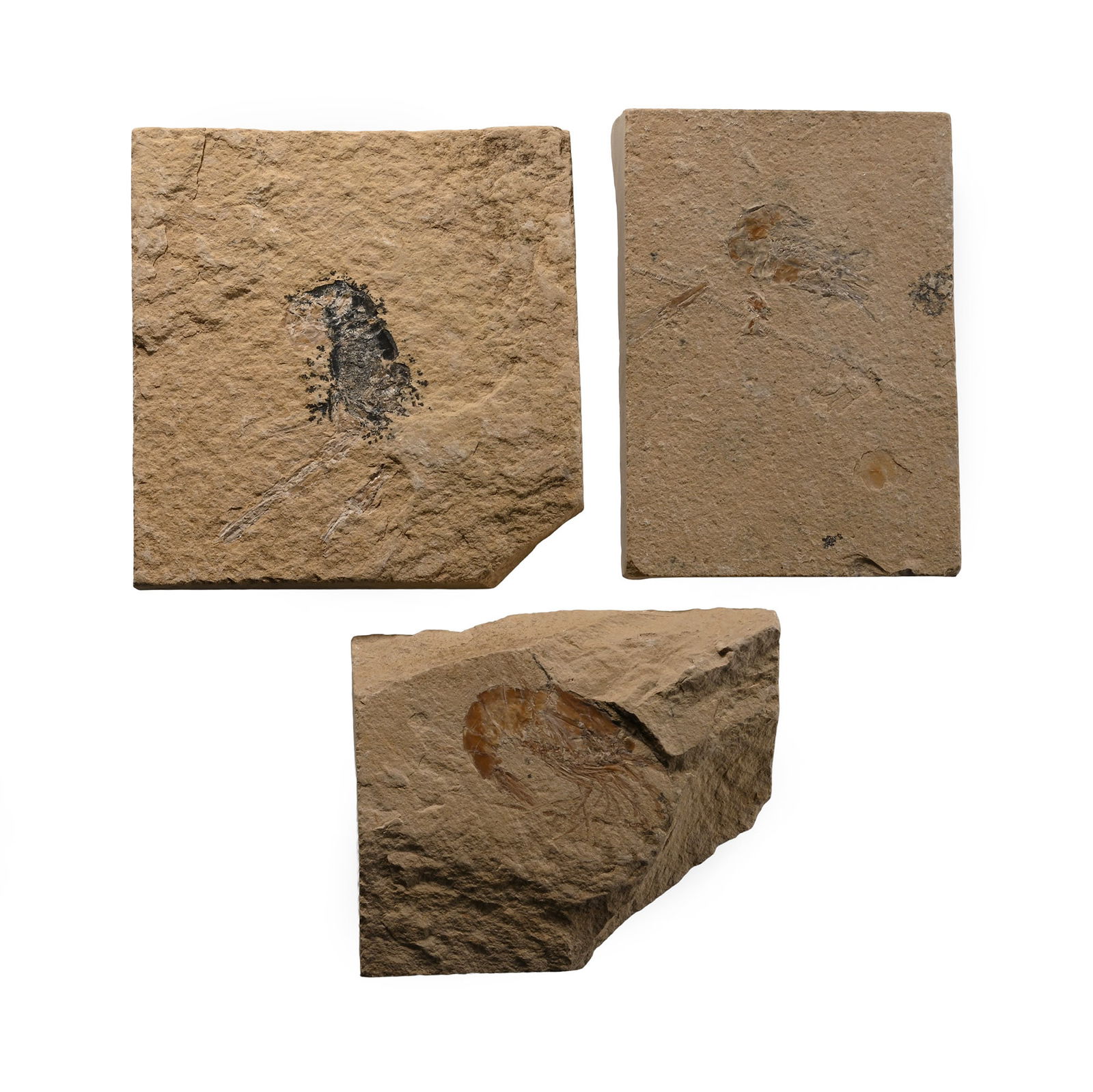 Fossil Lebanese Shrimp on Matrix Group: Cretaceous Period, circa 110 million years B.P. Comprising three matrices, each with a Carpopenaeus sp. specimen, one dendritic. 306 grams total, 75-85 mm (3 - 3 1/4 in.). [No Reserve] From a Cambridg
