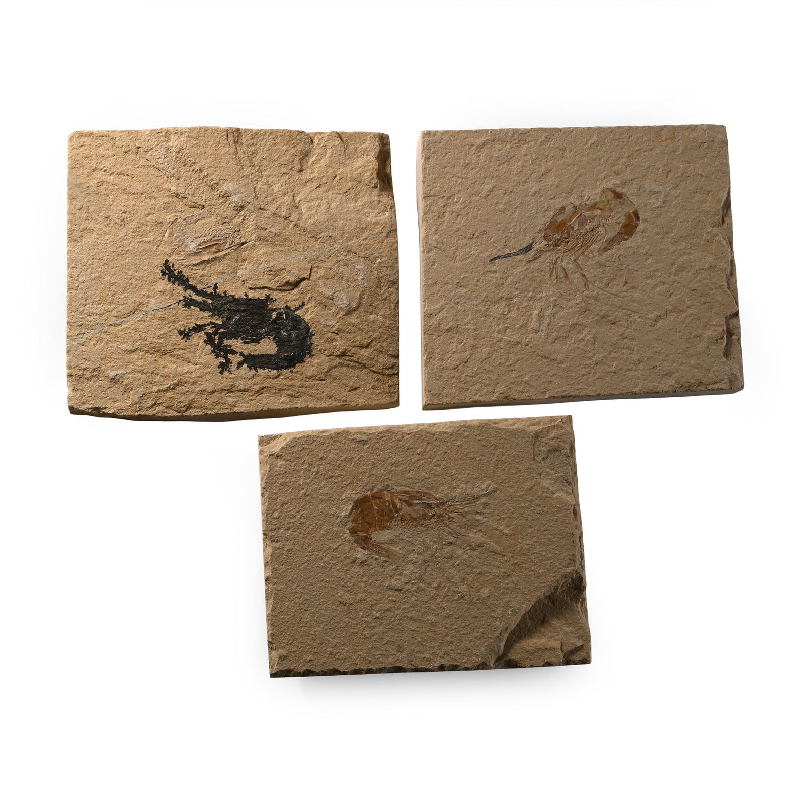 Fossil Lebanese Shrimp on Matrix Group: Cretaceous Period, circa 110 million years B.P. Comprising three rectangular matrices, each with a Carpopenaeus sp. specimen, one dendritic. 447 grams total, 84-89 mm (3 1/4 - 3 1/2 in.). [3, No Reser