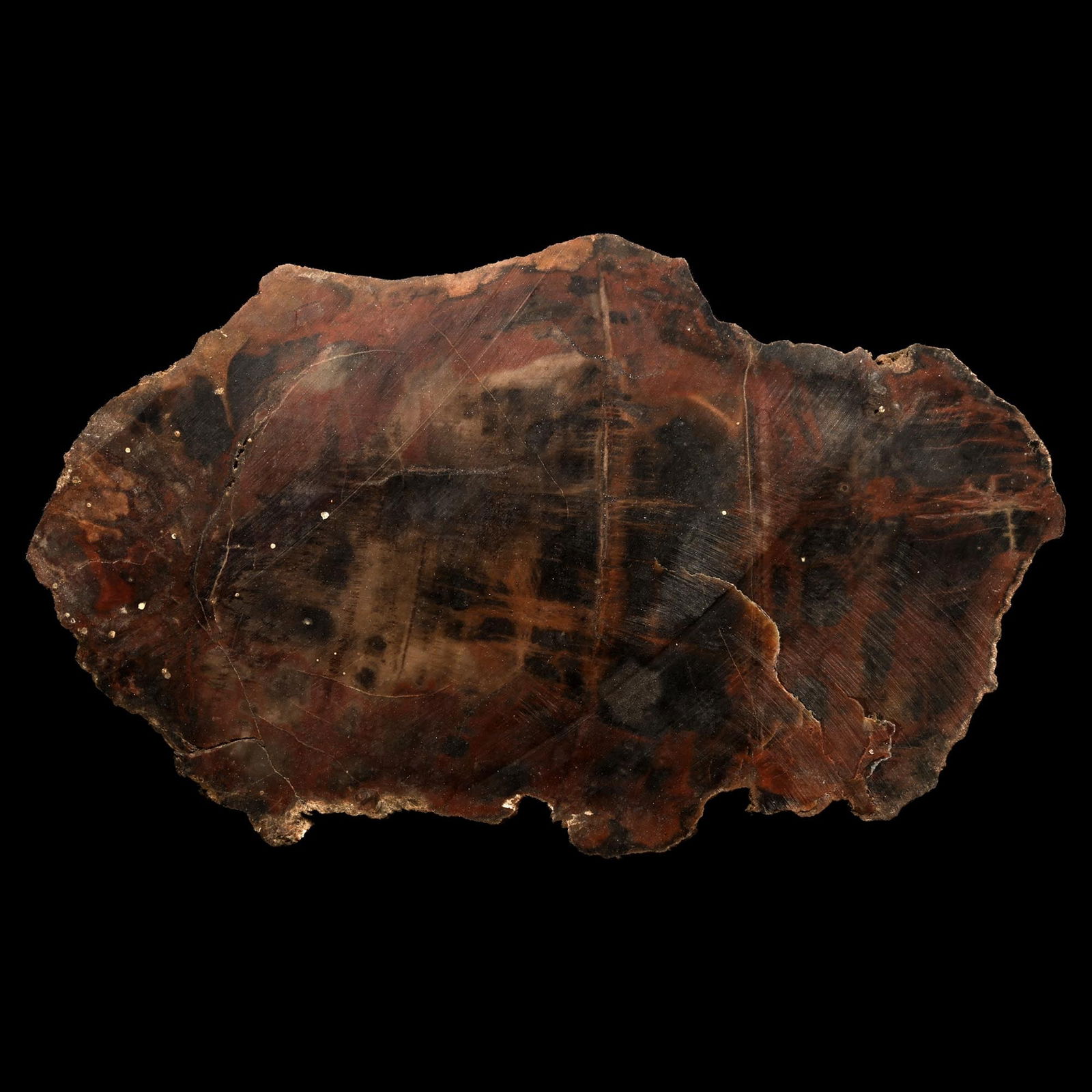 Large Fossil Cut and Polished Tree Trunk Slice: Triassic Period, 251-199 million years B.P. Showing bark detail on the edges, the cut face showing attractive agatized patterns. 1.06 kg, 23 cm (9 in.). [No Reserve] From Madagascar. Ex Mineral Import