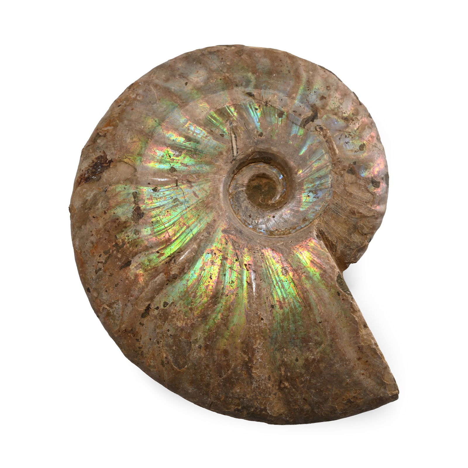 Iridescent Fossil Cleoniceras Ammonite: Cretaceous Period, 145-66 million years B.P. A naturally iridescent Cleoniceras besairiei ammonite. 390 grams, 11.5 cm (4 1/2 in.). [No Reserve] Ex Lincolnshire, UK, collection. TimeLine Auctions foll