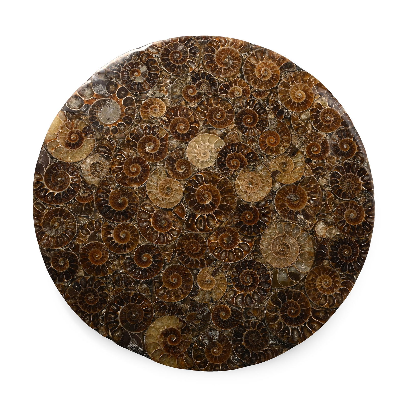 Composite Polished Fossil Ammonite Plate: Jurassic Period, circa 199-145 million years B.P. A circular composite plate composed of overlapping Cleoniceras sp. ammonites. 669 grams, 23 cm (9 in.). [No Reserve] Ex Lincolnshire, UK, collection.
