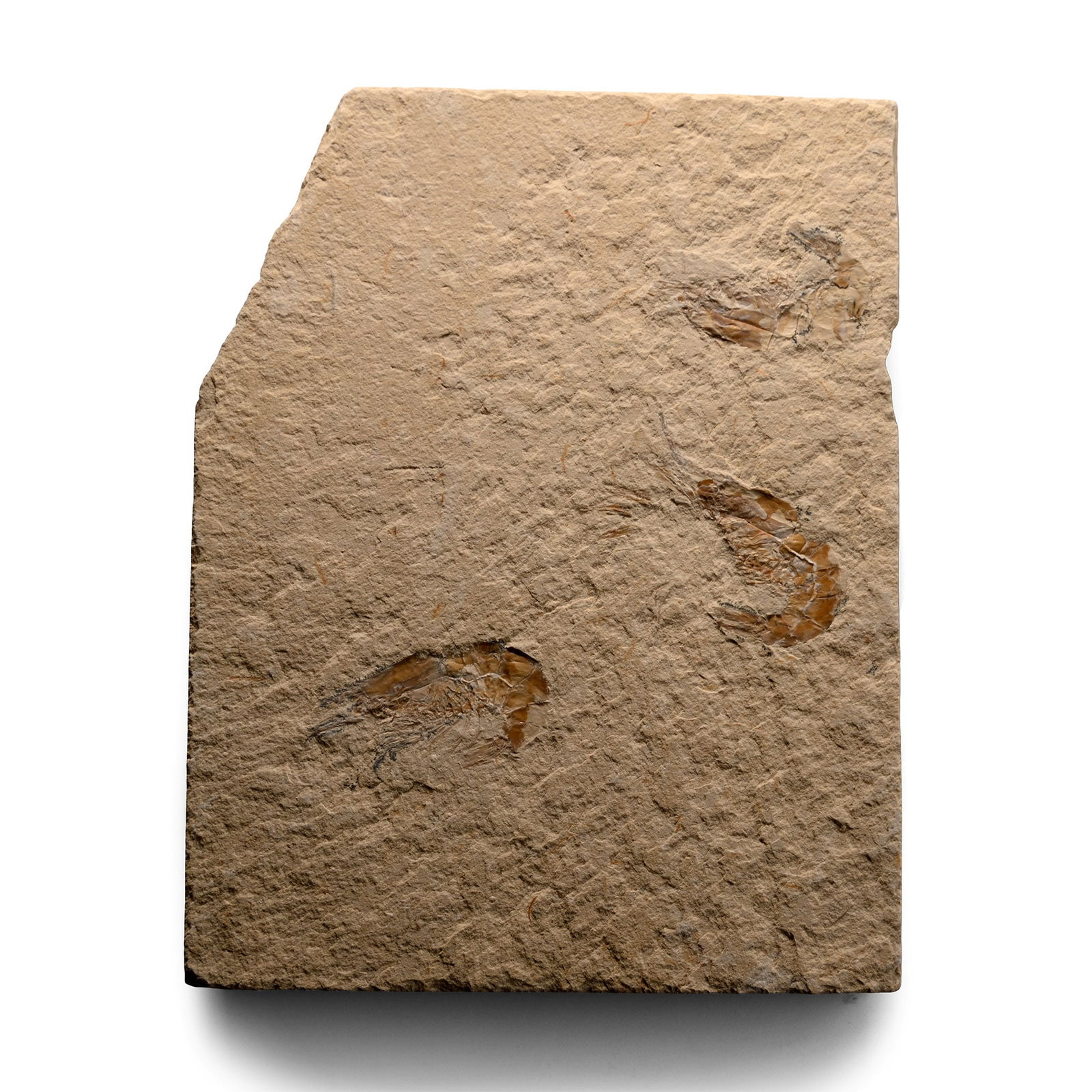 Lebanese Fossil Shrimp Plate: Cretaceous Period, circa 110 million years B.P. A rectangular matrix with three Carpopenaeus sp. specimens. 283 grams, 13 cm (5 1/8 in.). [No Reserve] Ex Lincolnshire, UK, collection. TimeLine Auction
